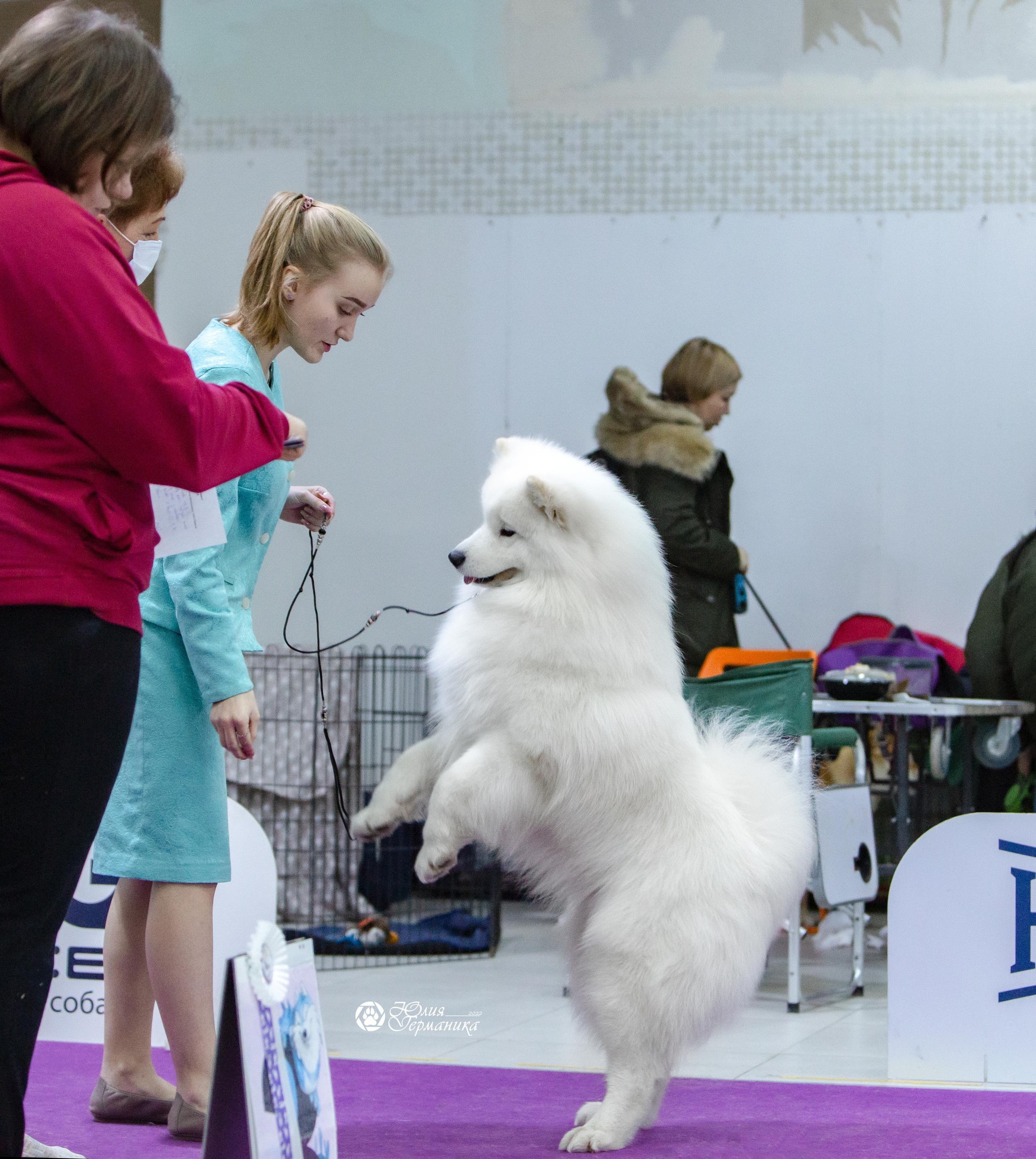 Чайна-Таун 18,26 и 29 декабря 2021. Фотограф-анималист Юлия Германика