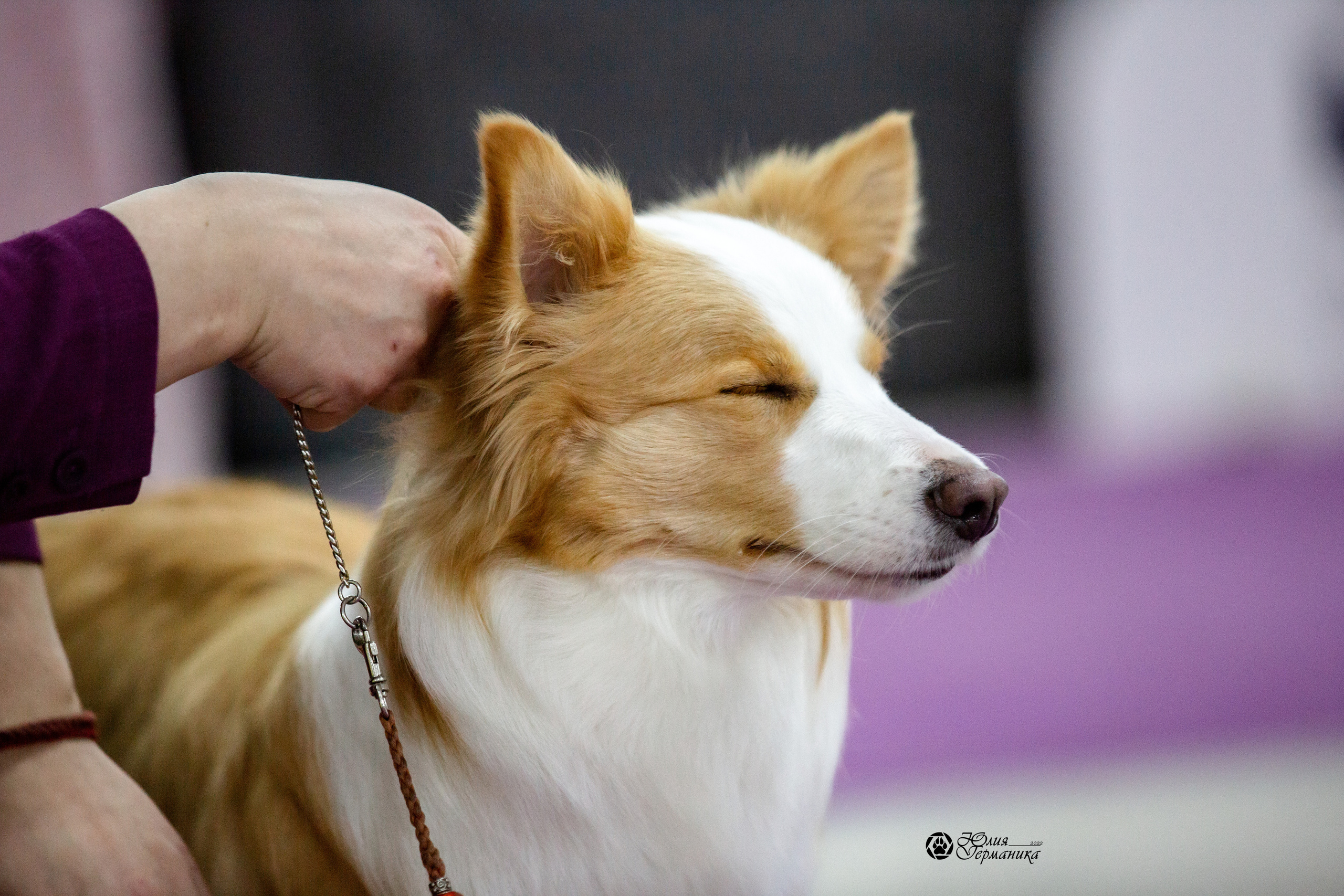 Чайна-Таун 23 февраля 2022. Фотограф-анималист Юлия Германика