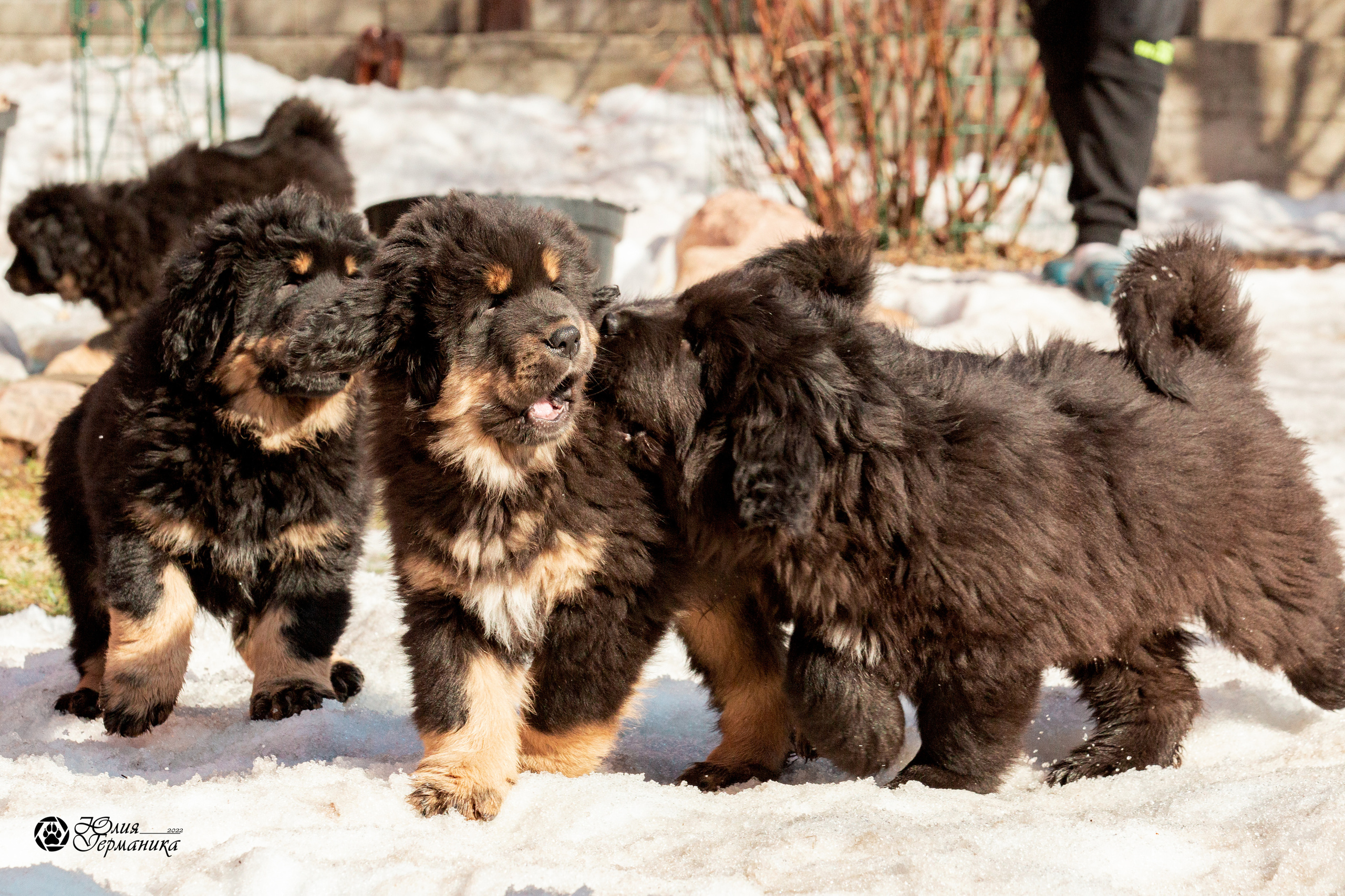 Съёмки щенков и котят. Фотограф-анималист Юлия Германика