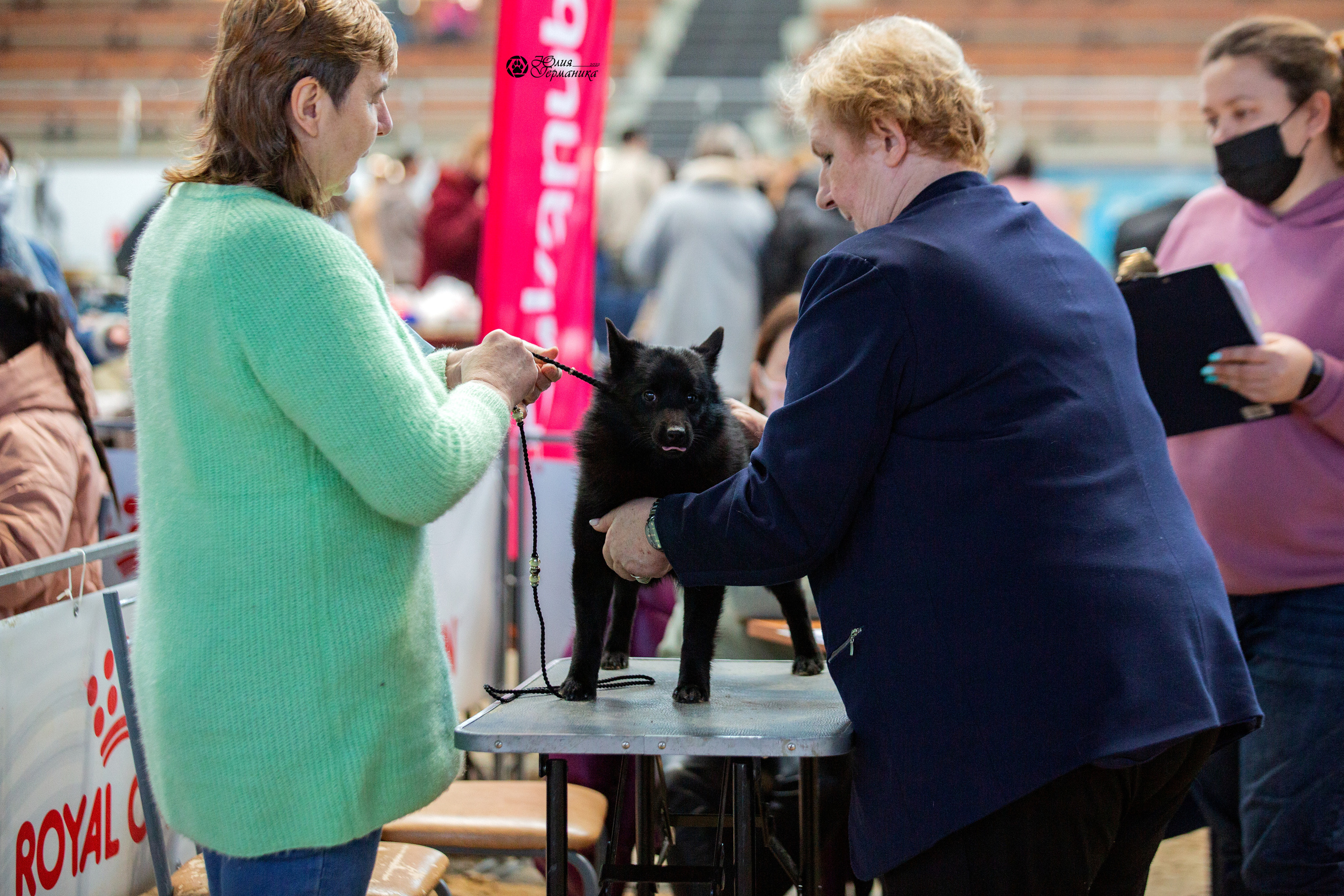 Минск 2хCACIB 5-6 марта 2022. Фотограф-анималист Юлия Германика
