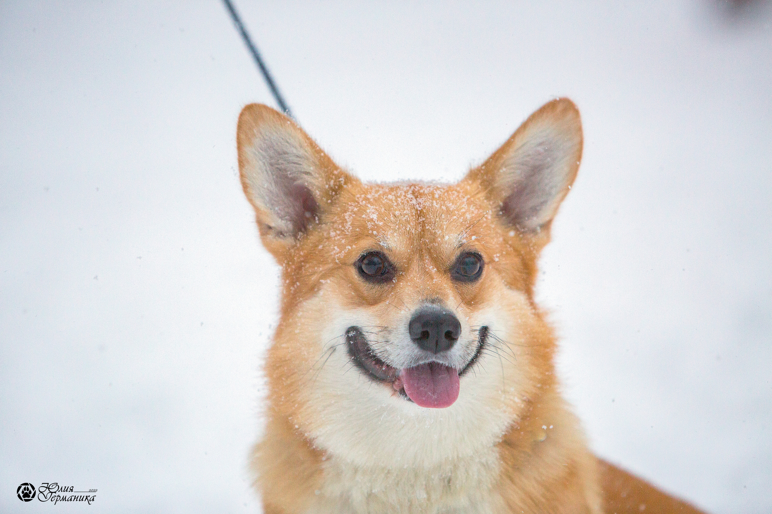 Свободная съемка. Фотограф-анималист Юлия Германика