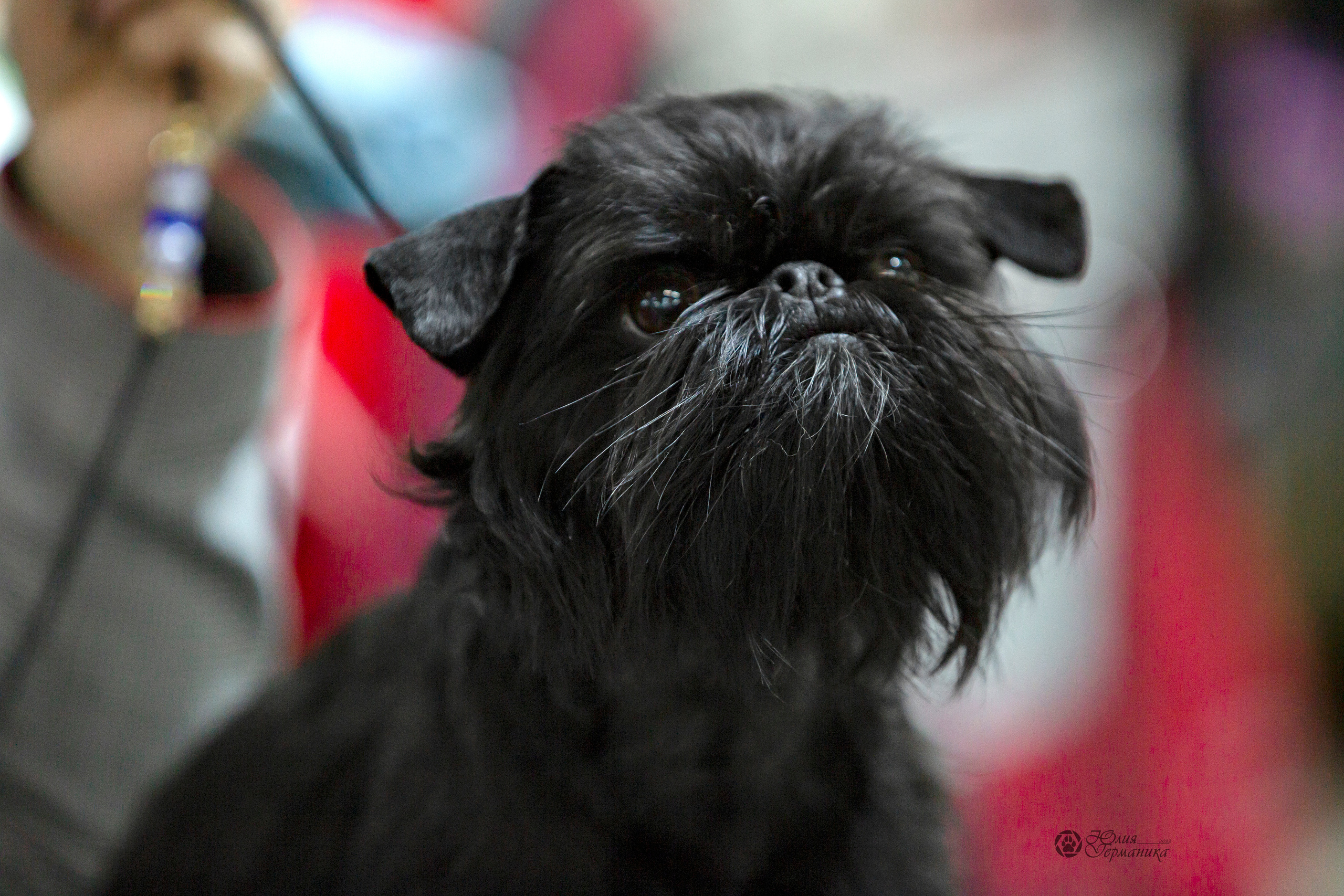 Чайна-Таун 24 и 27 марта 2022. Фотограф-анималист Юлия Германика