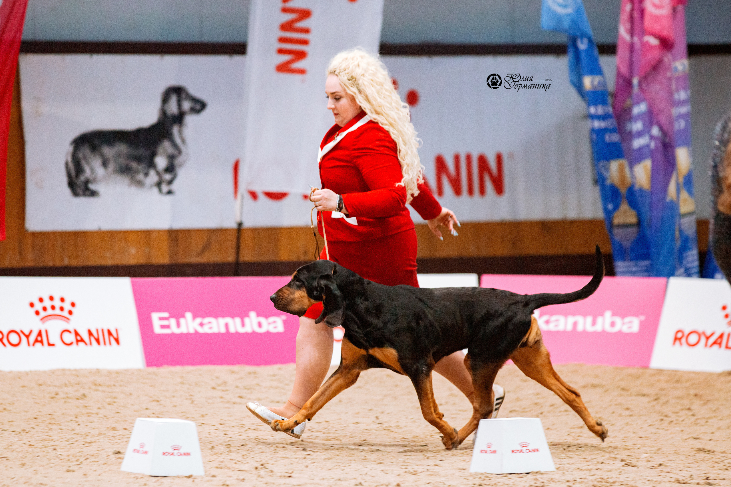 Минск 2хCACIB 5-6 марта 2022. Фотограф-анималист Юлия Германика