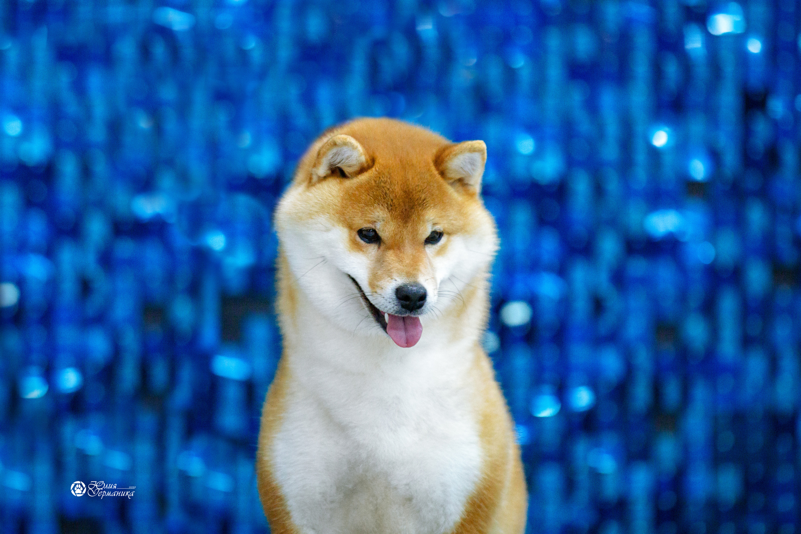 Чайна-Таун 23 февраля 2022. Фотограф-анималист Юлия Германика