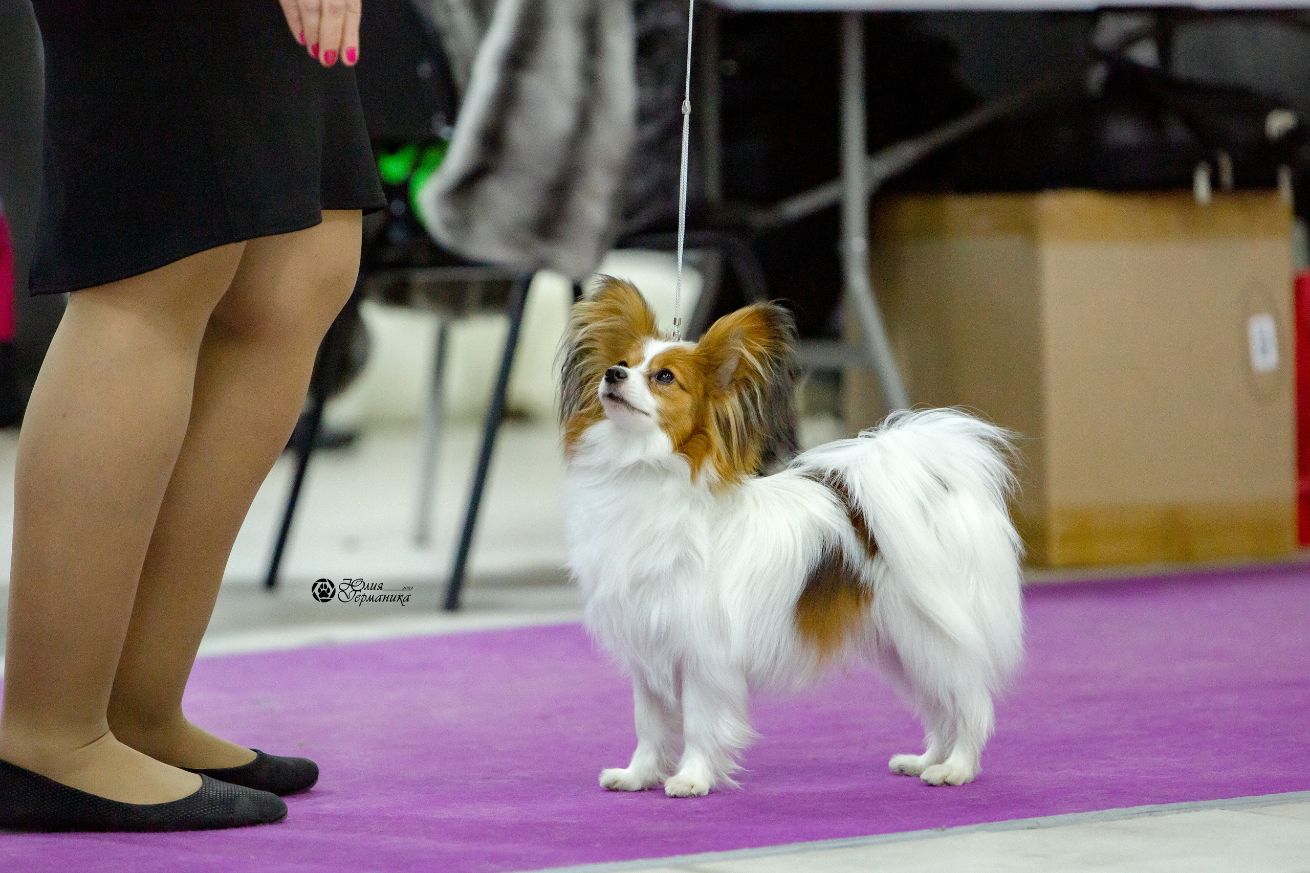 Чайна-Таун 8 января 2022. Фотограф-анималист Юлия Германика