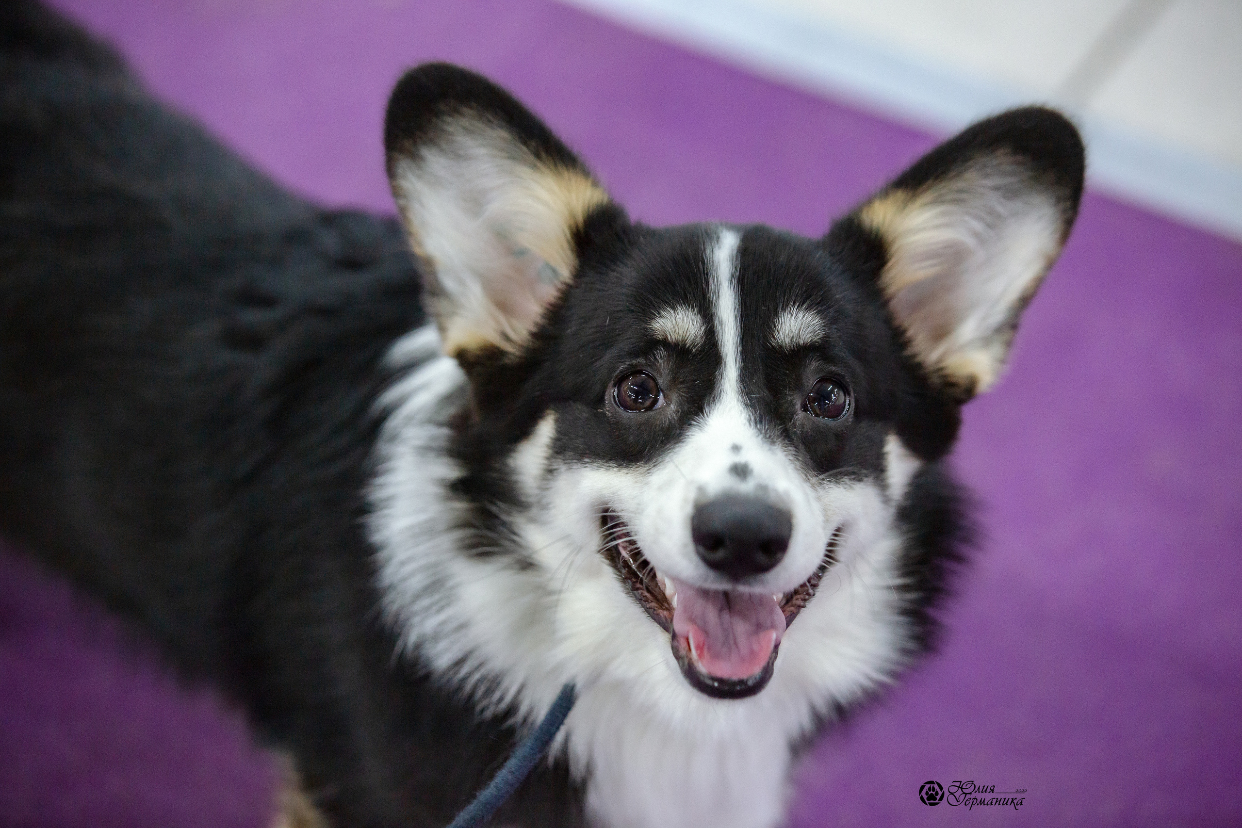 Чайна-Таун 27 февраля 2022. Фотограф-анималист Юлия Германика