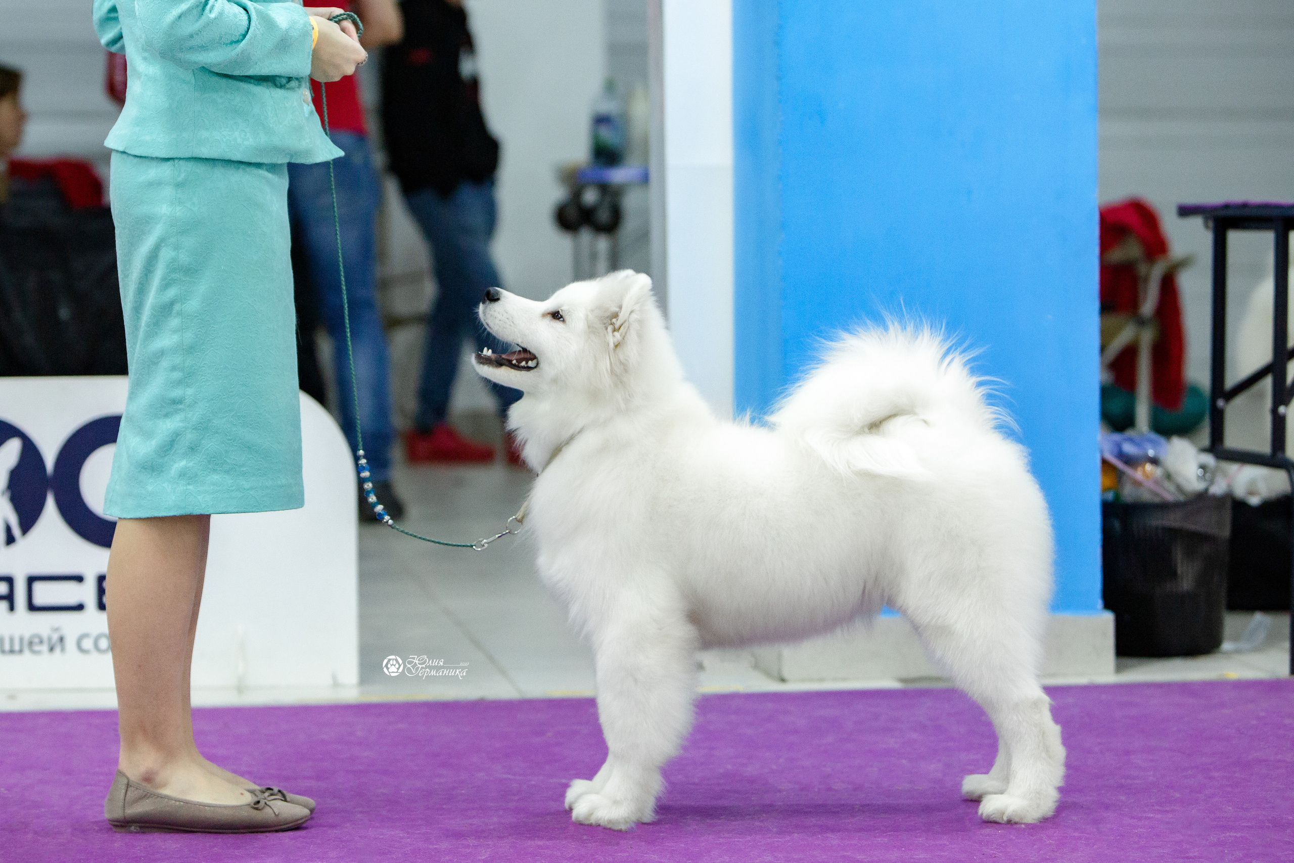 Чайна-Таун 18,26 и 29 декабря 2021. Фотограф-анималист Юлия Германика