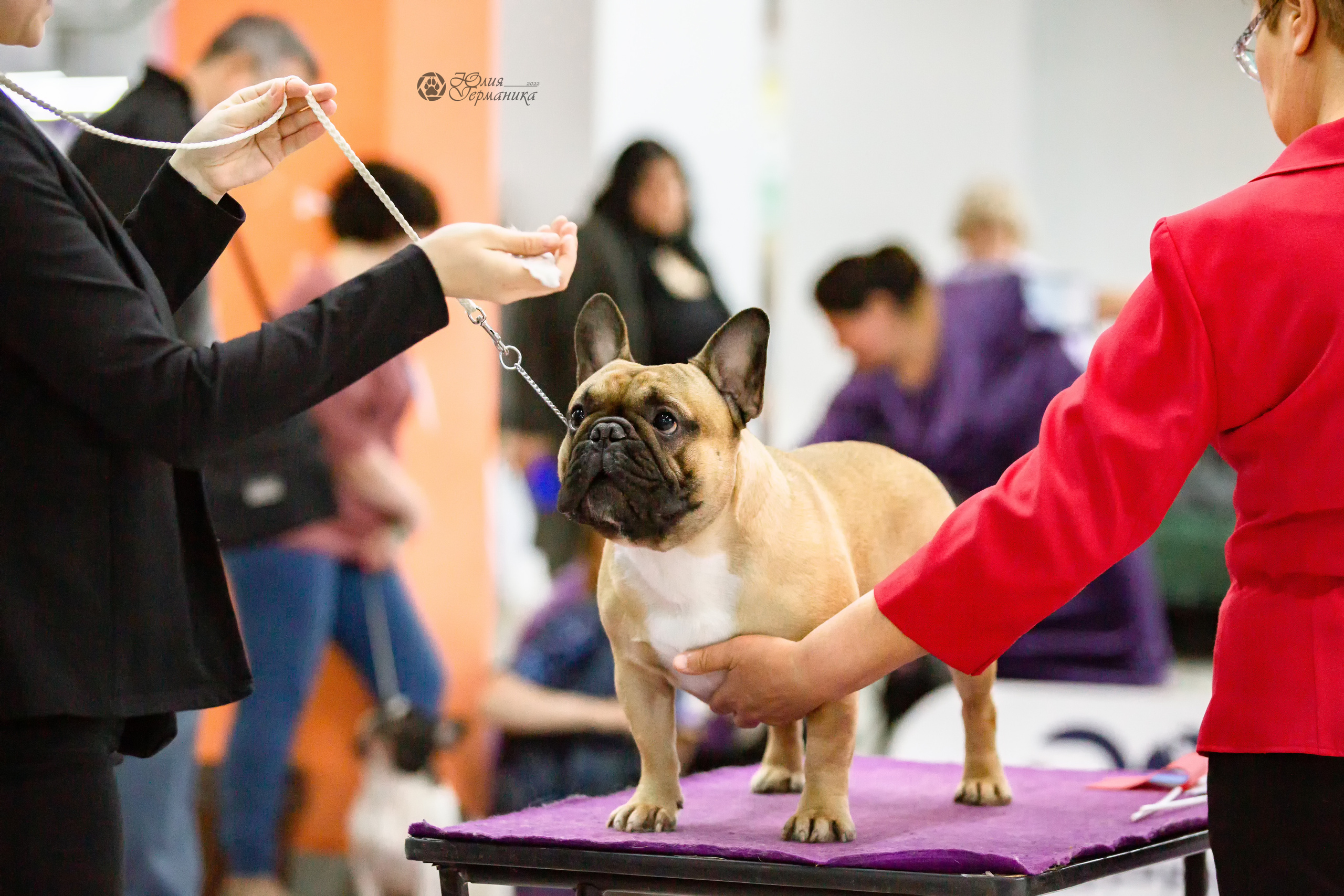 Чайна-Таун 24 и 27 марта 2022. Фотограф-анималист Юлия Германика