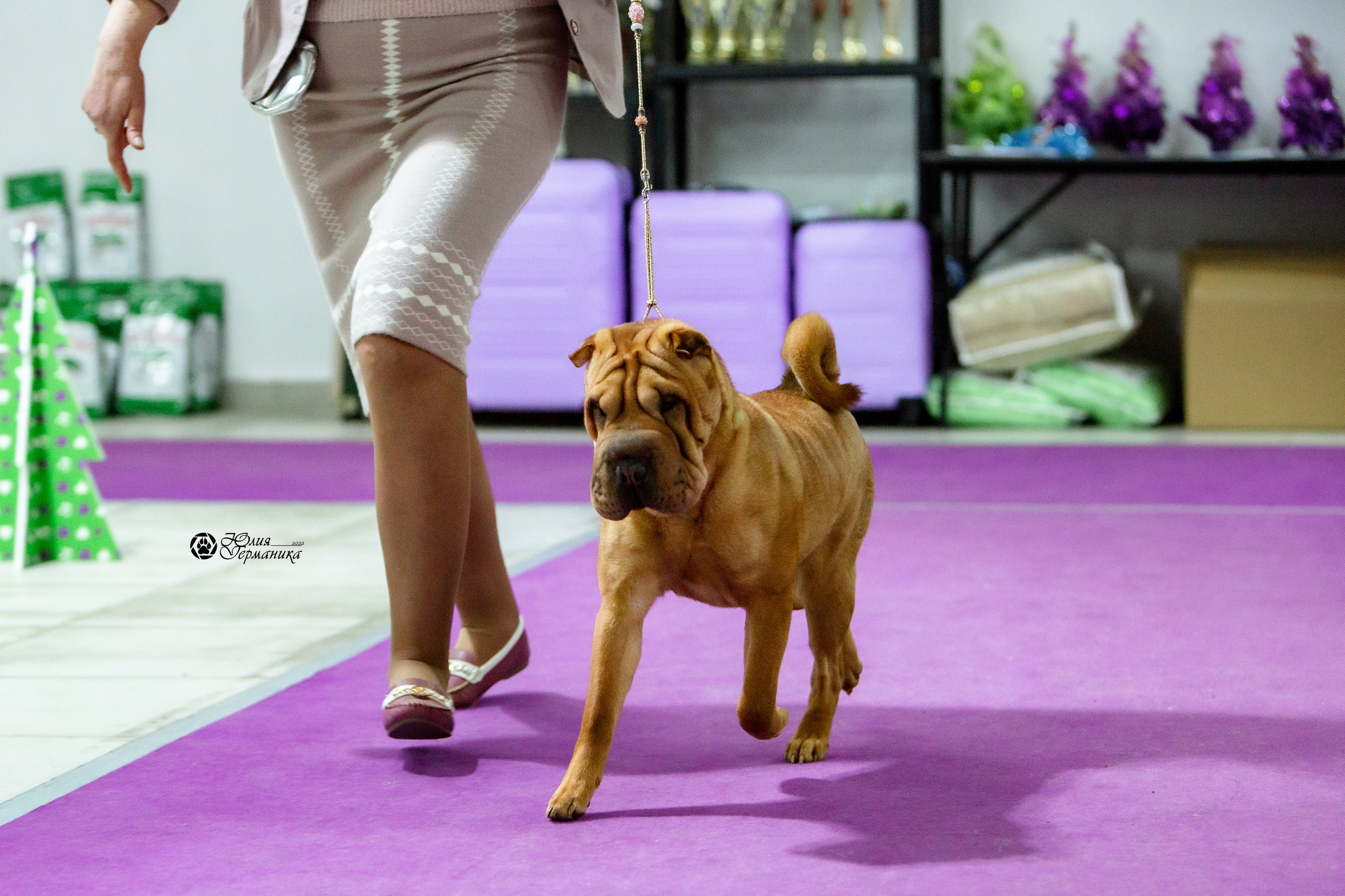 Чайна-Таун 8 января 2022. Фотограф-анималист Юлия Германика