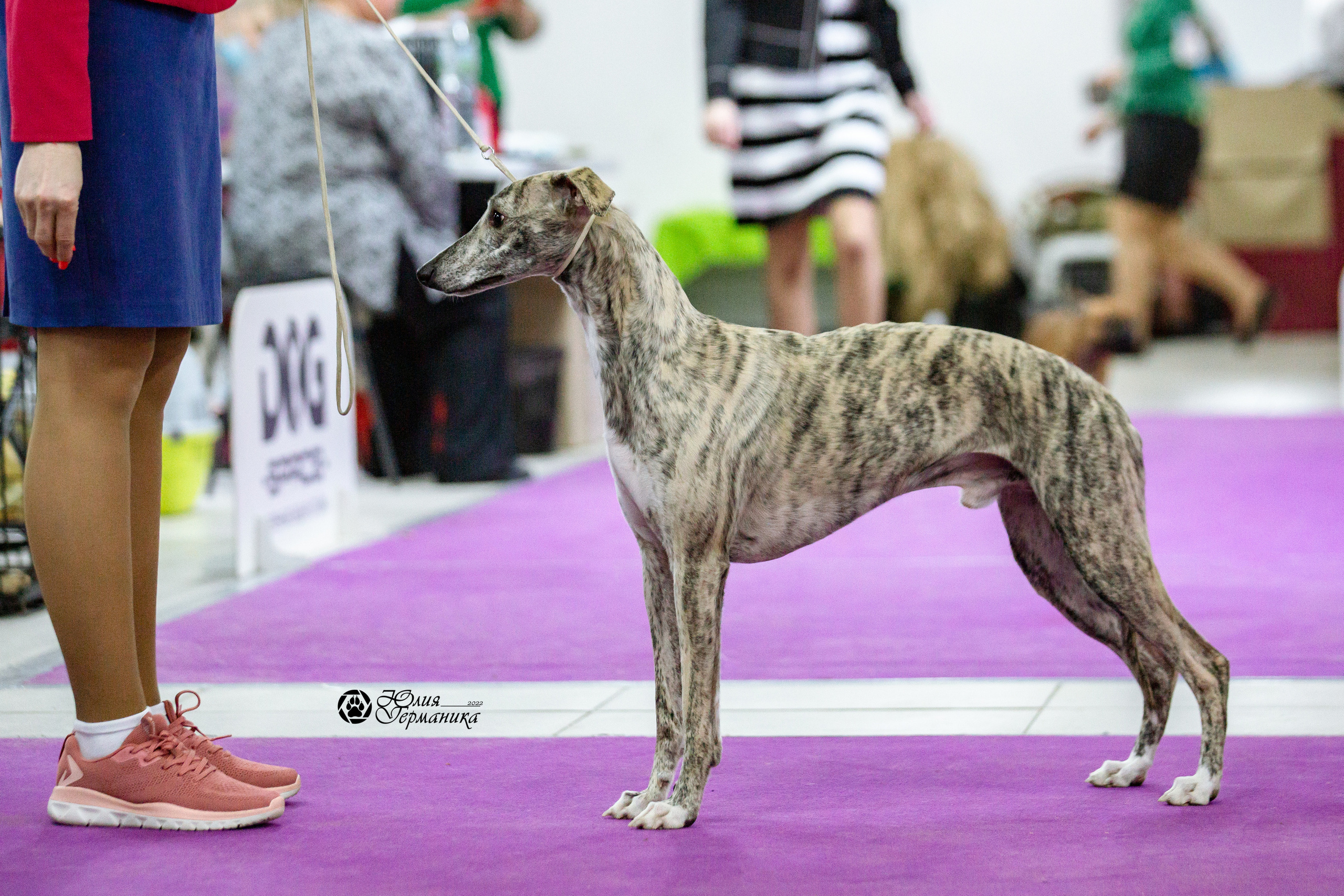 Чайна-Таун 13 и 20 марта 2022. Фотограф-анималист Юлия Германика