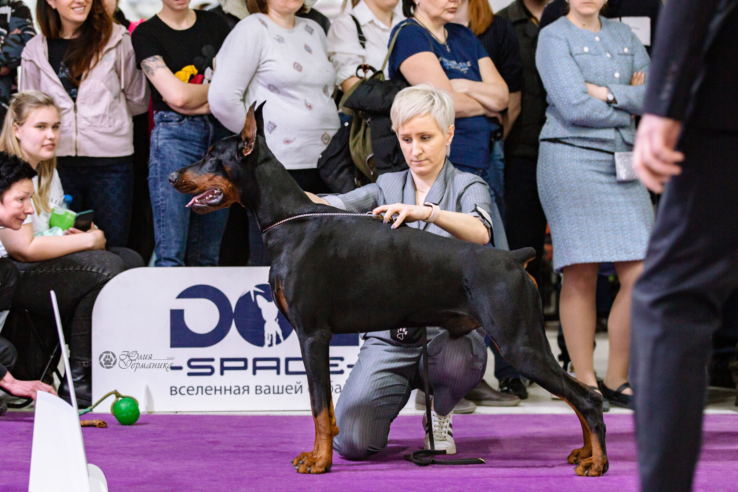 Чайна-Таун ПК Доберманов  3 апреля 2022. Фотограф-анималист Юлия Германика