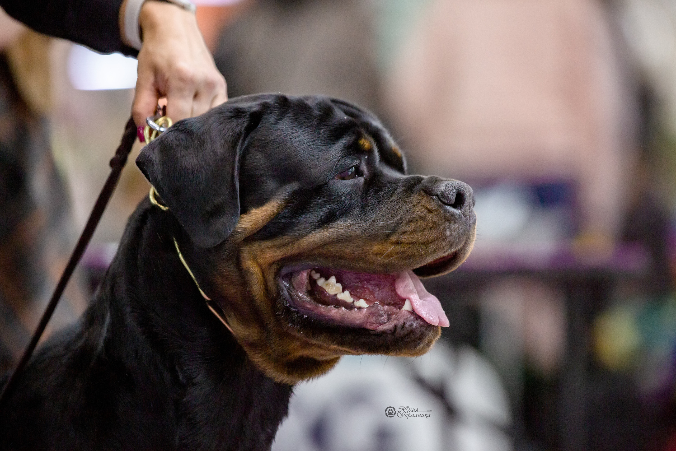 Чайна-Таун 13 и 20 марта 2022. Фотограф-анималист Юлия Германика