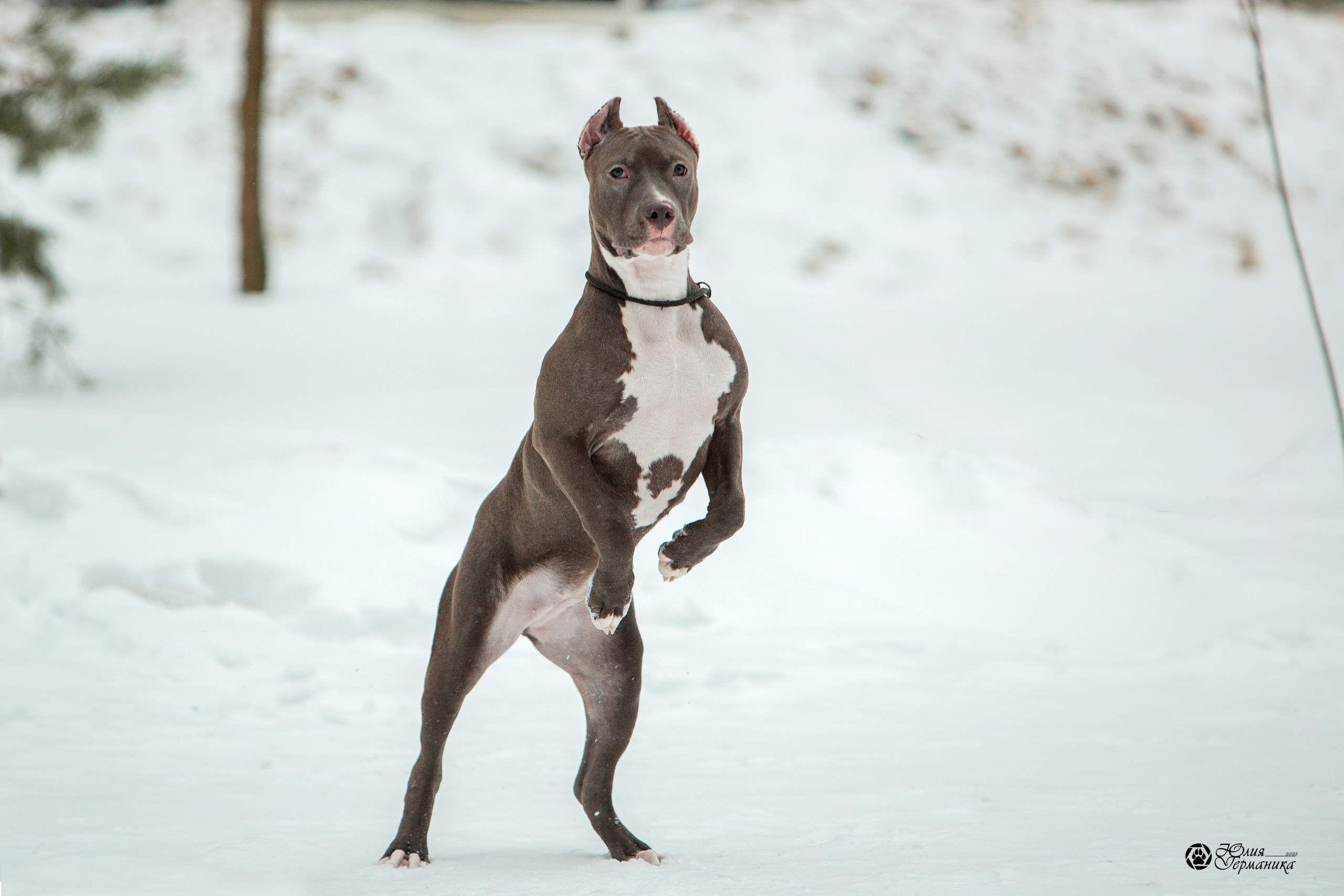 Съёмки щенков и котят. Фотограф-анималист Юлия Германика