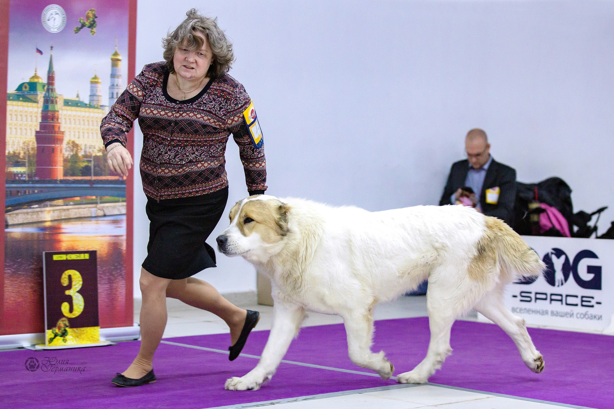 Чайна-Таун 24 и 27 марта 2022. Фотограф-анималист Юлия Германика