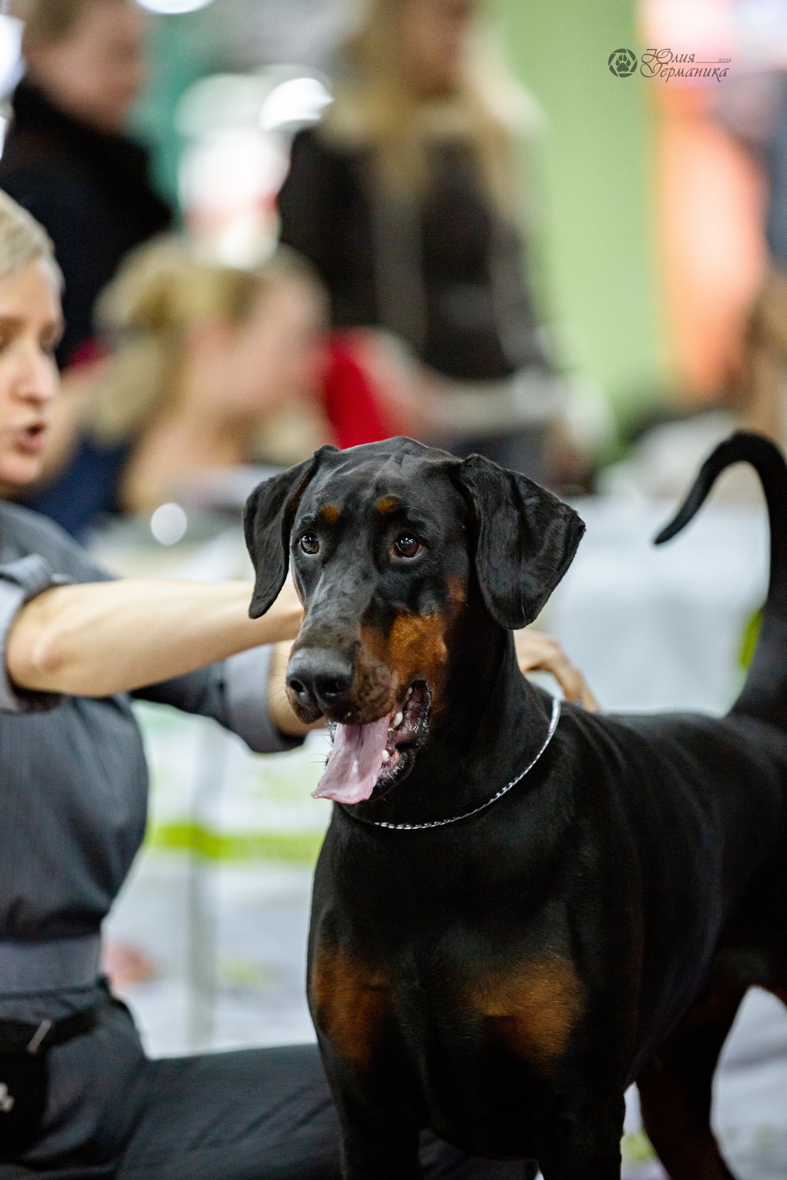 Чайна-Таун ПК Доберманов  3 апреля 2022. Фотограф-анималист Юлия Германика
