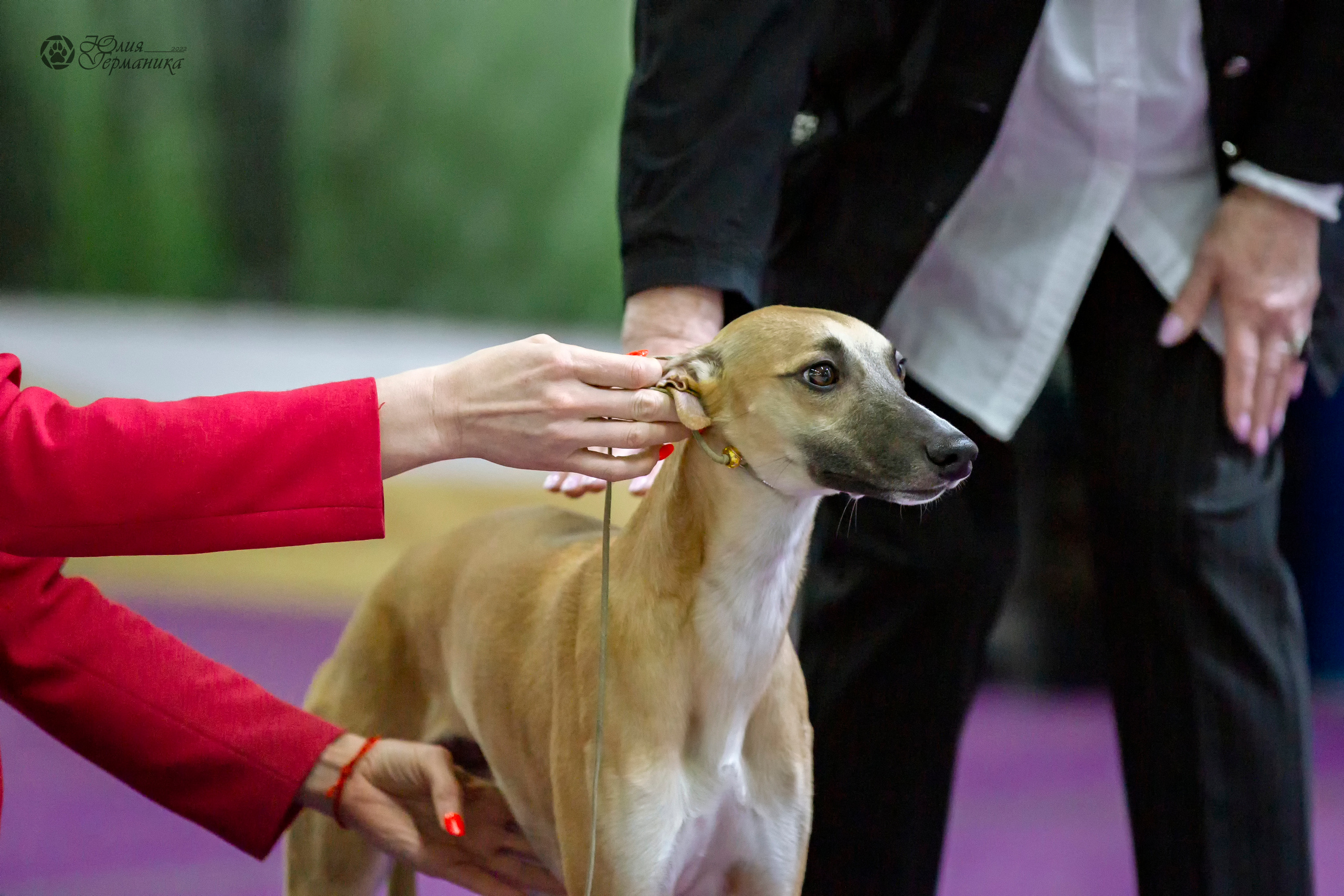 Чайна-Таун 24 и 27 марта 2022. Фотограф-анималист Юлия Германика