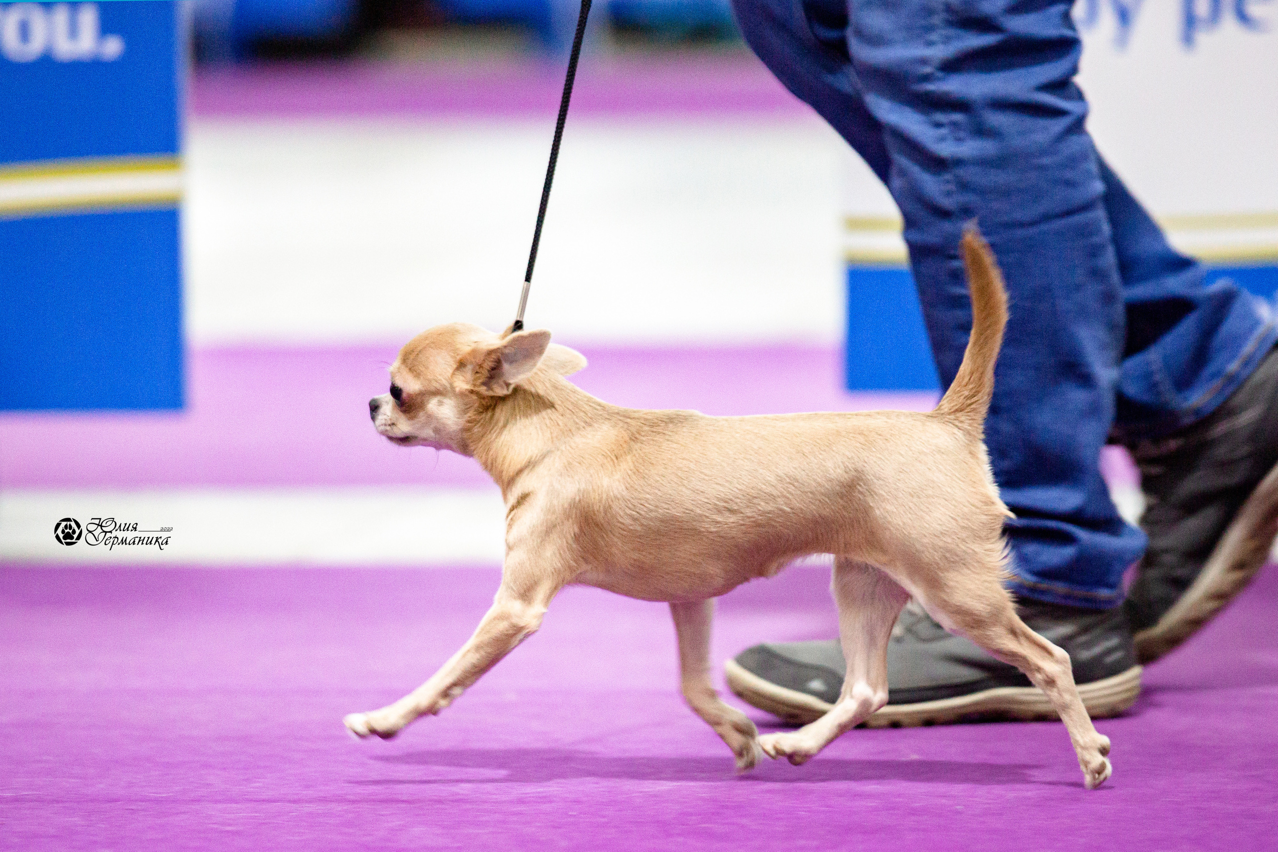 Чайна-Таун 29-30 января 2022. Фотограф-анималист Юлия Германика