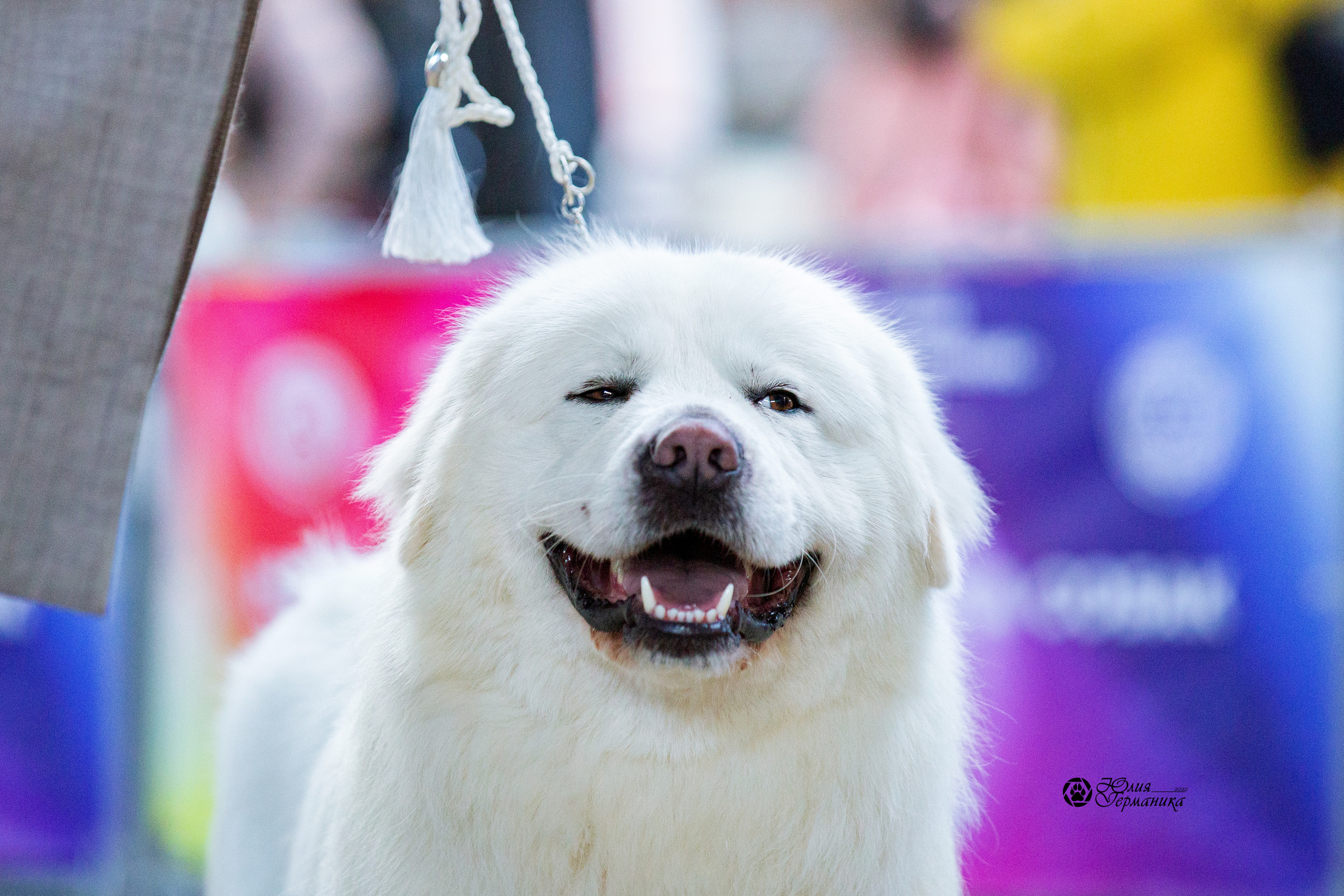Минск 2хCACIB 5-6 марта 2022. Фотограф-анималист Юлия Германика