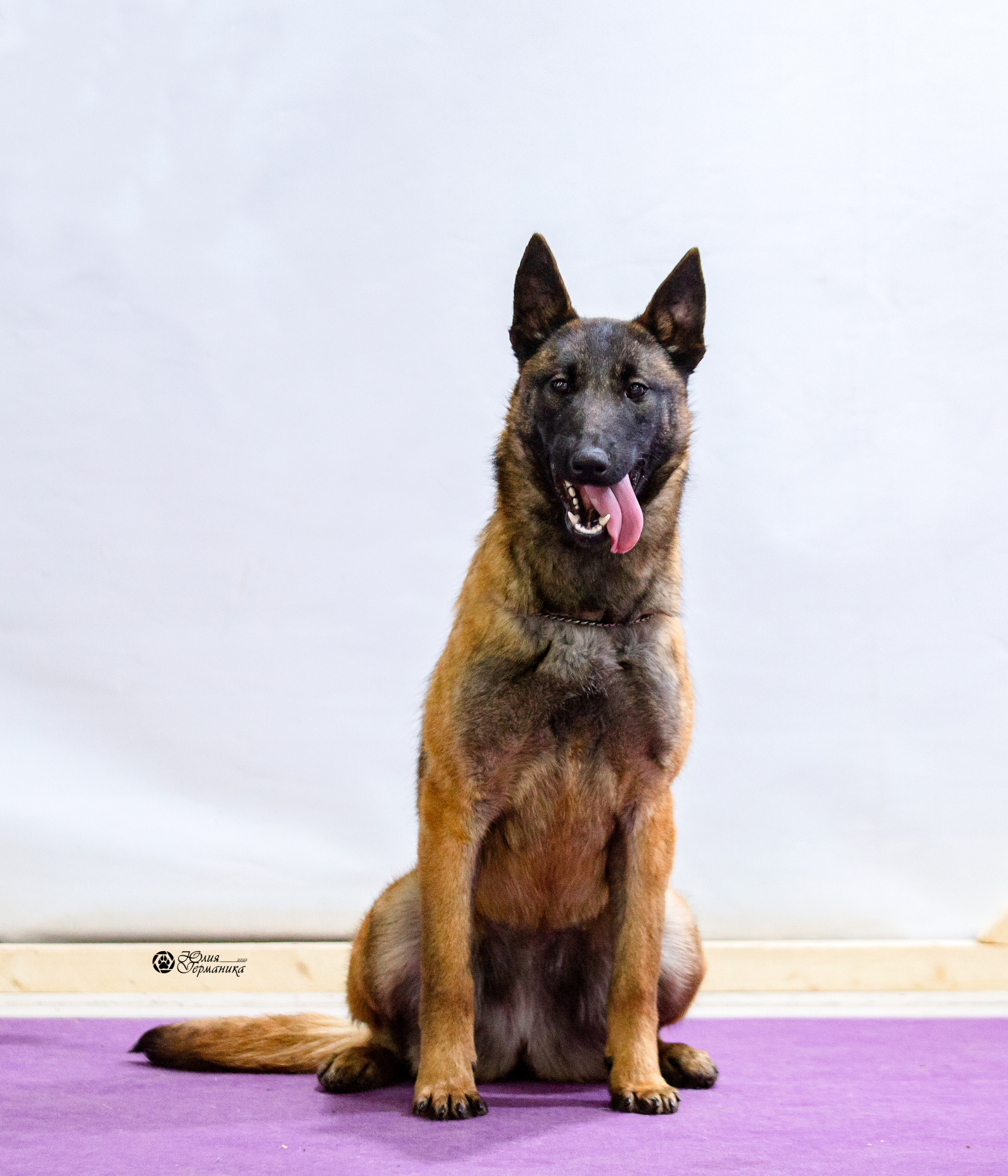 Чайна-Таун 12-13 февраля 2022. Фотограф-анималист Юлия Германика