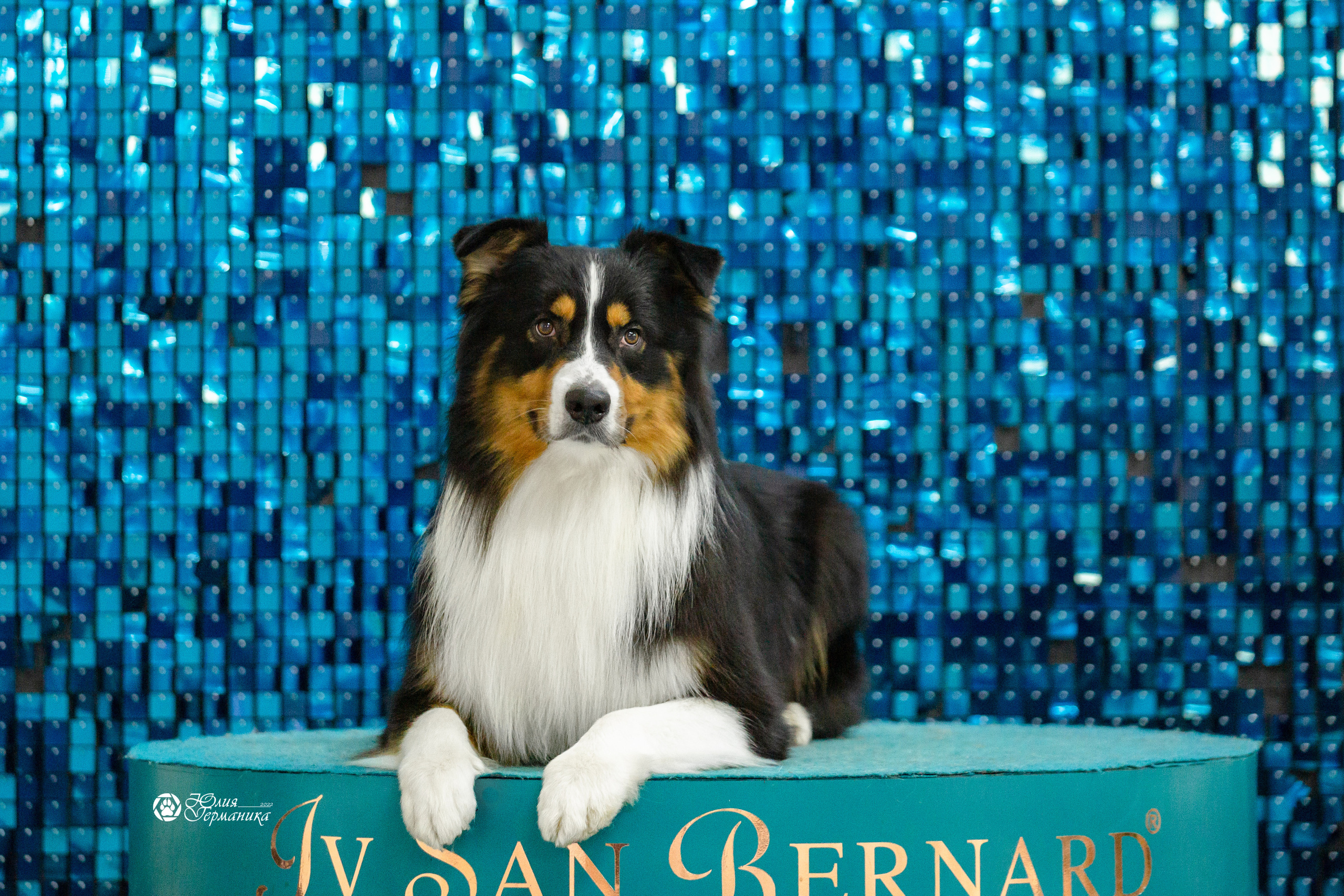 Чайна-Таун 12-13 февраля 2022. Фотограф-анималист Юлия Германика