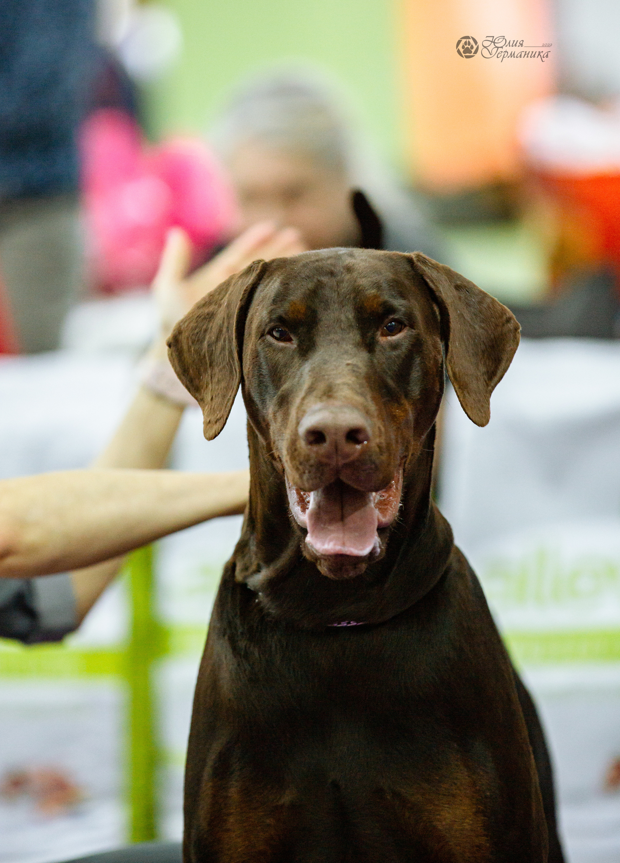 Чайна-Таун ПК Доберманов  3 апреля 2022. Фотограф-анималист Юлия Германика