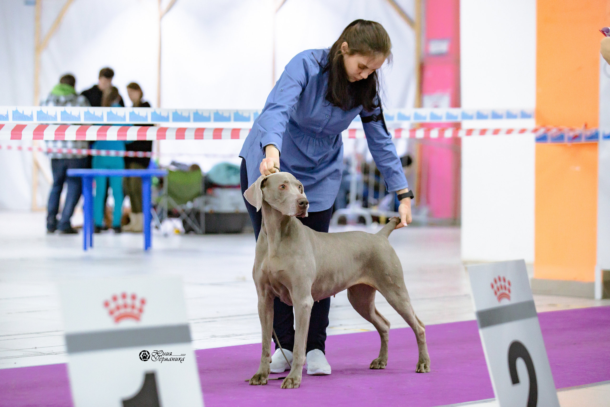 Чайна-Таун 13 и 20 марта 2022. Фотограф-анималист Юлия Германика