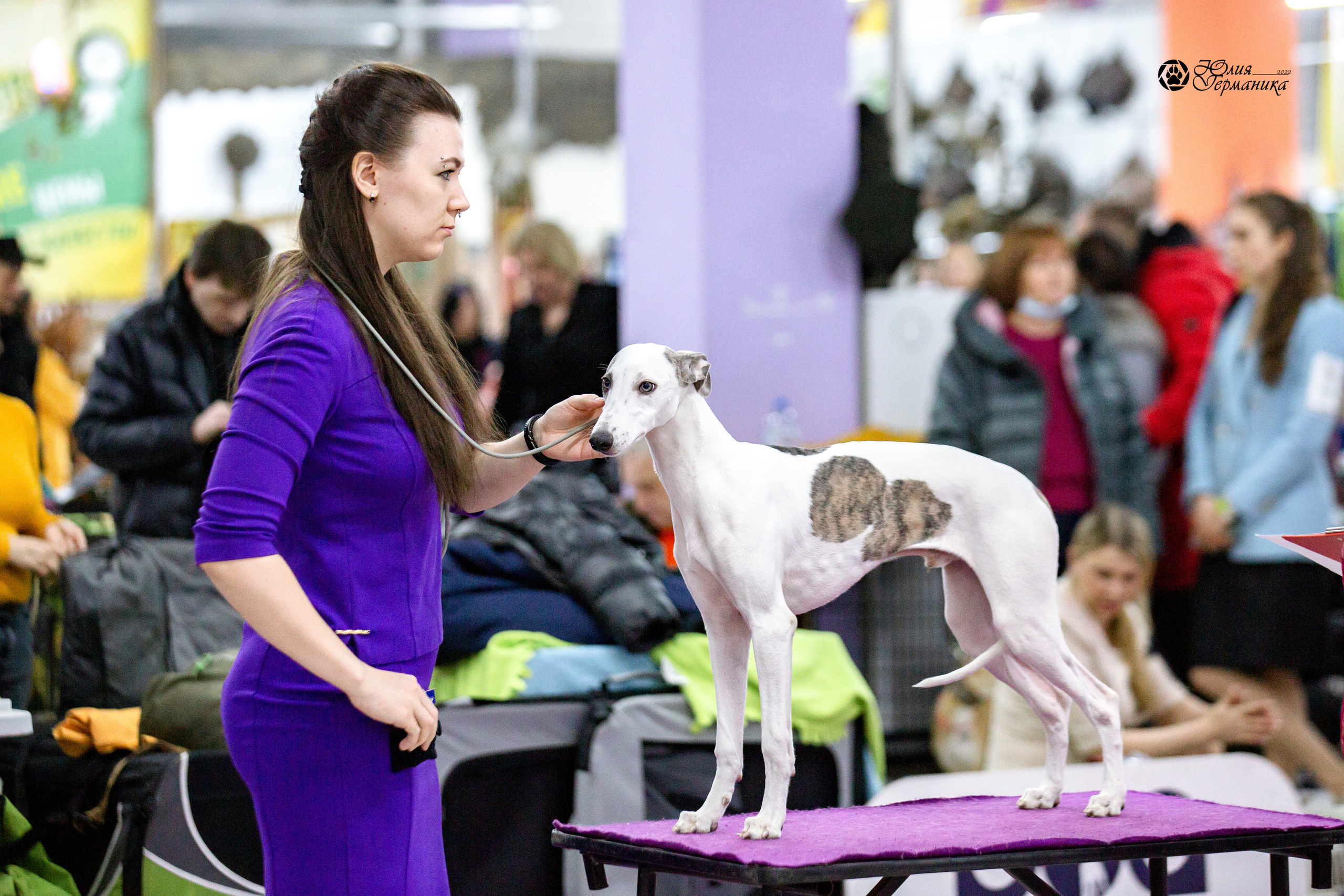 Чайна-Таун 13 и 20 марта 2022. Фотограф-анималист Юлия Германика