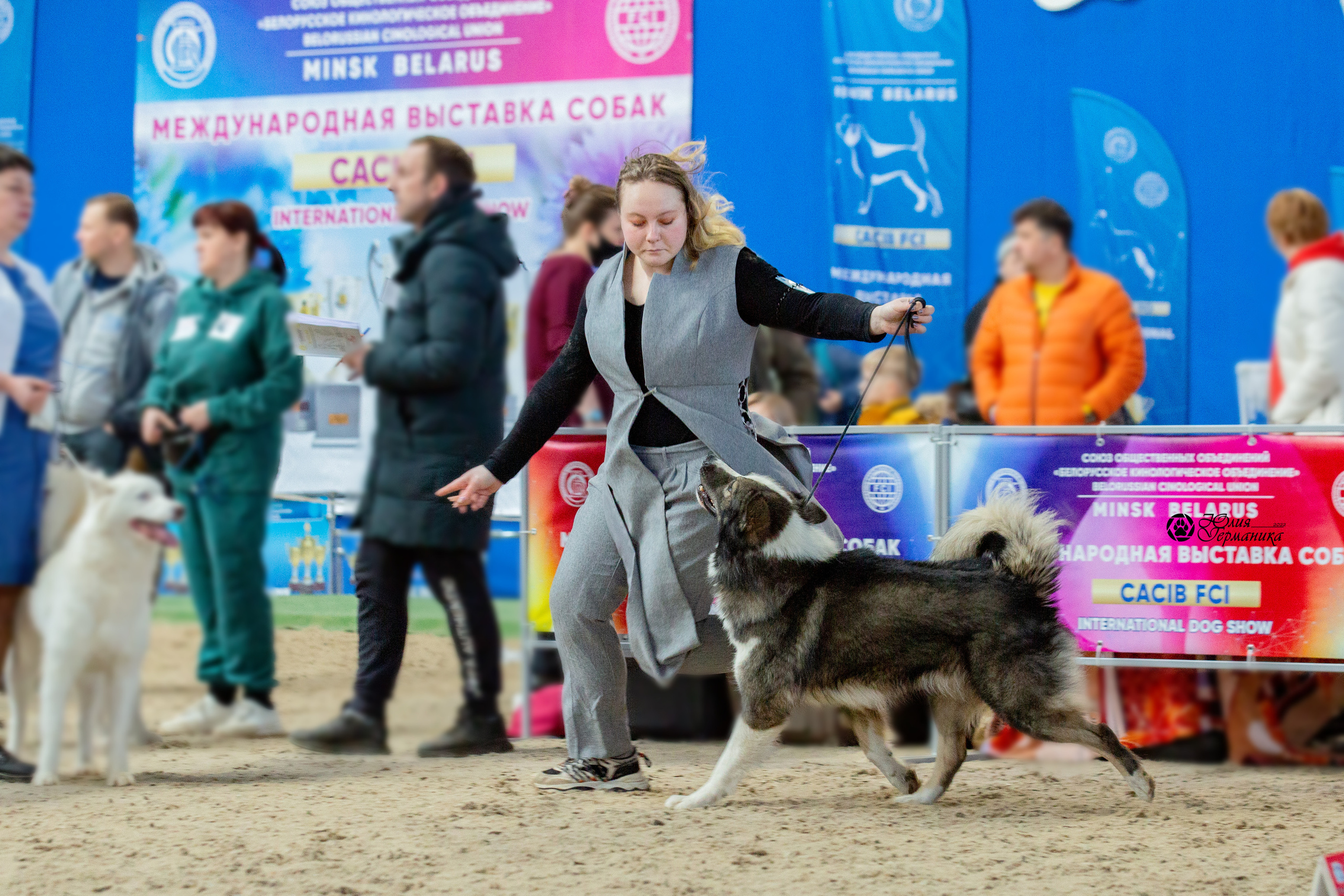 Минск 2хCACIB 5-6 марта 2022. Фотограф-анималист Юлия Германика