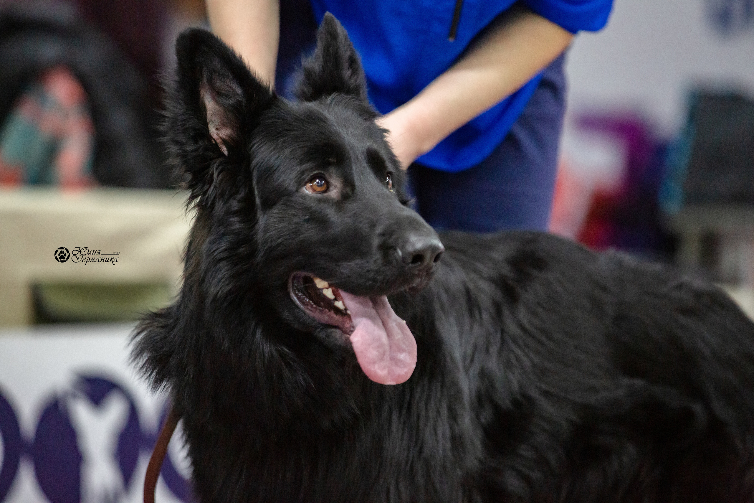 Чайна-Таун 12-13 февраля 2022. Фотограф-анималист Юлия Германика