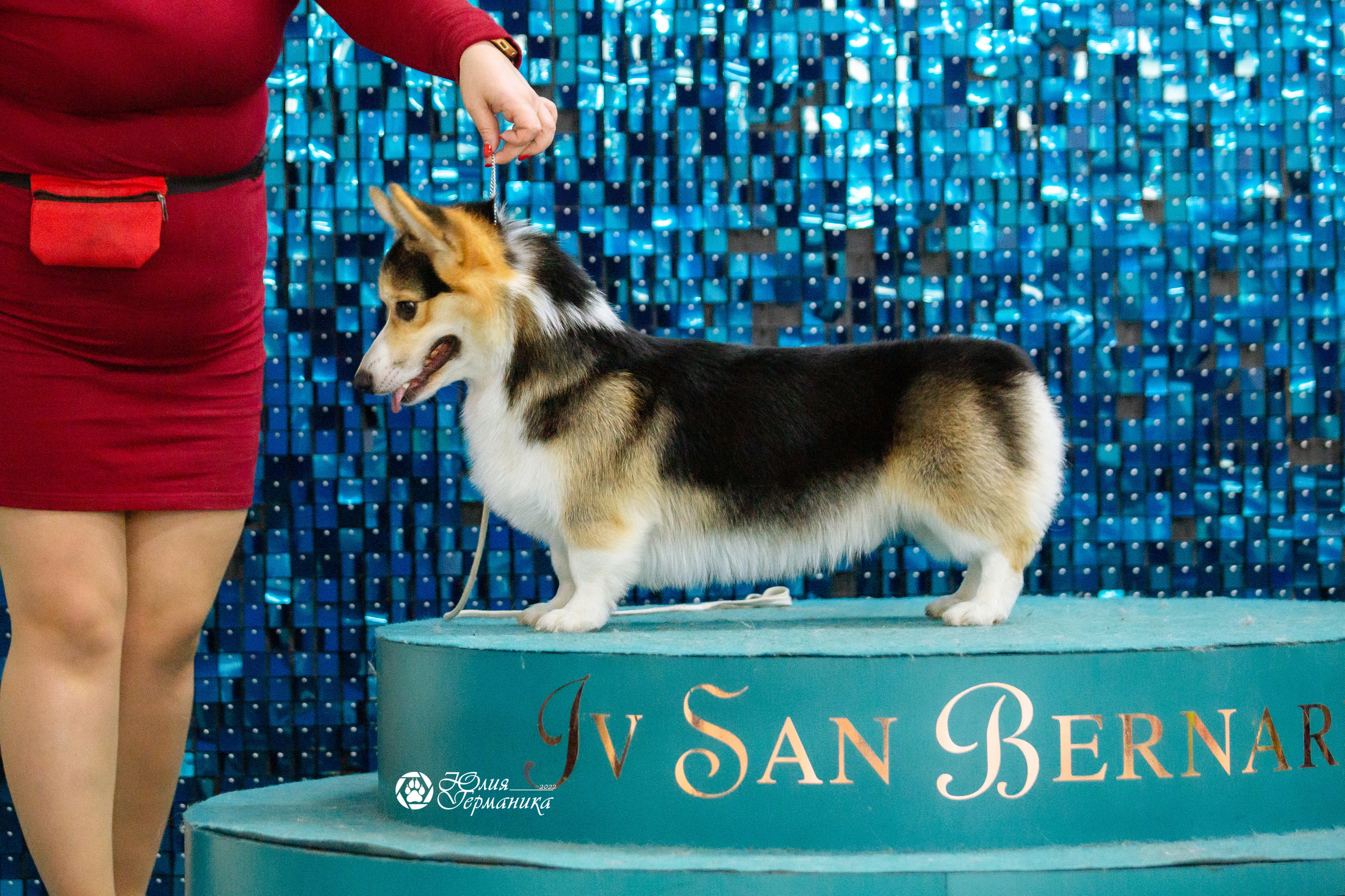 Чайна-Таун 27 февраля 2022. Фотограф-анималист Юлия Германика