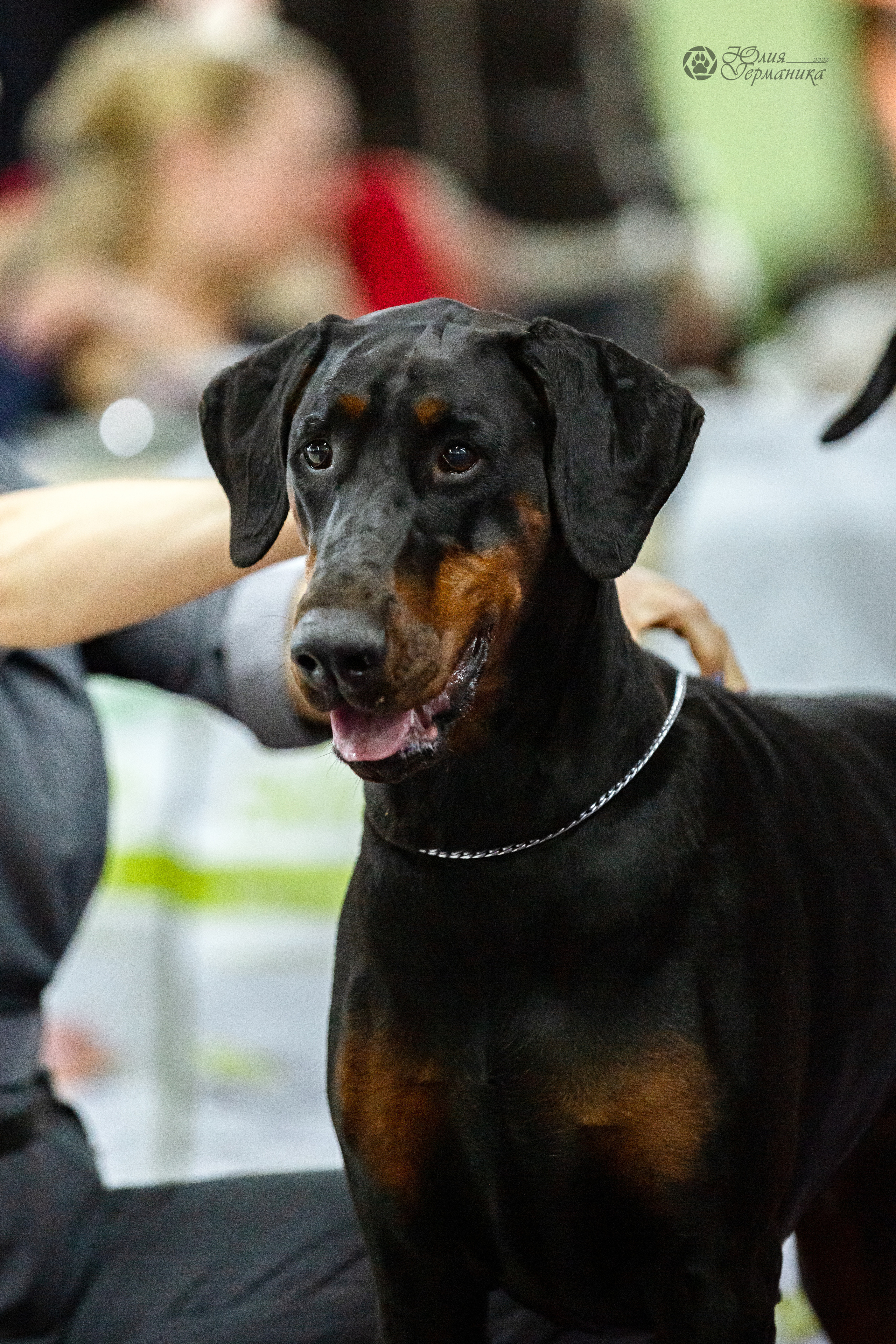 Чайна-Таун ПК Доберманов  3 апреля 2022. Фотограф-анималист Юлия Германика