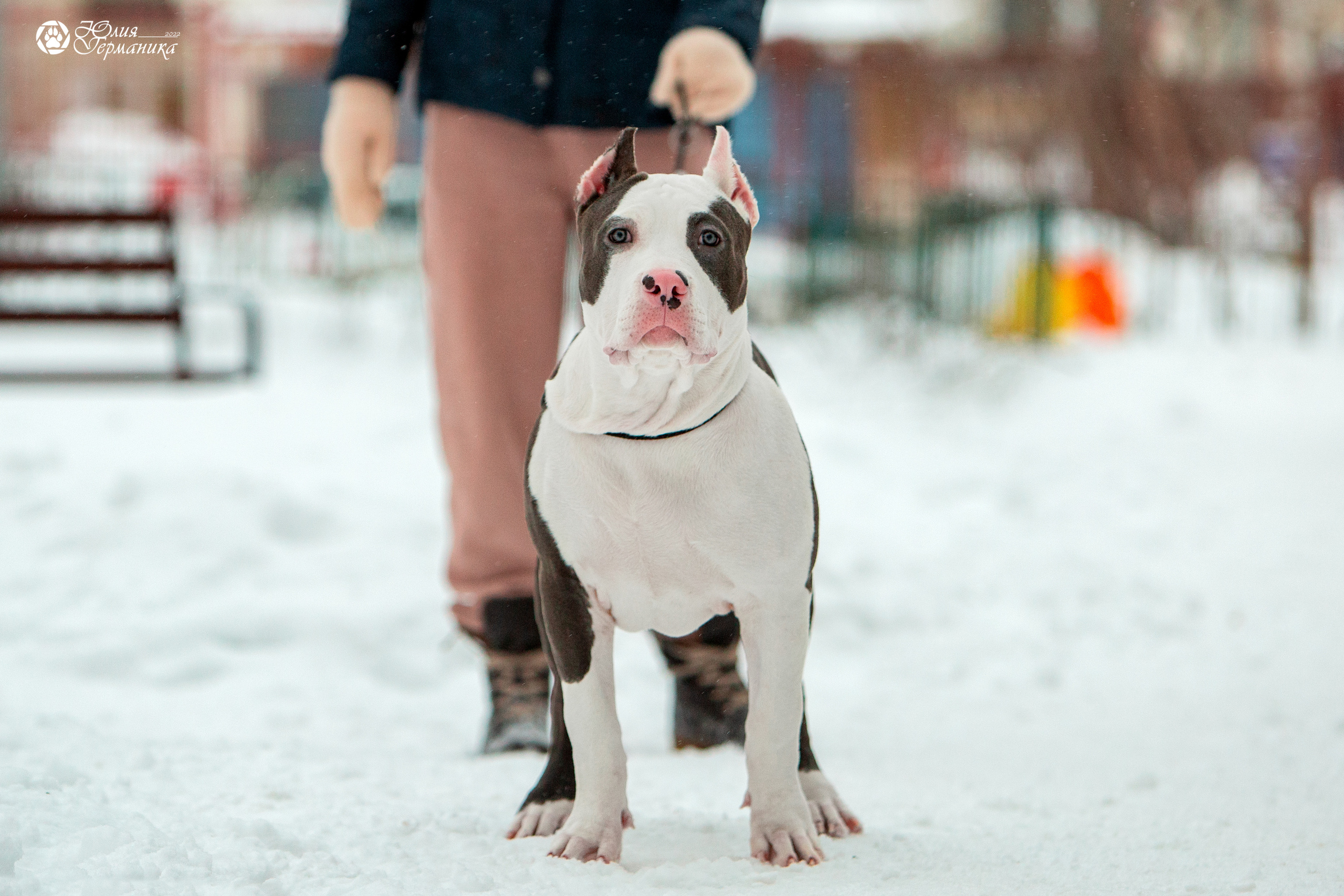 Съёмки щенков и котят. Фотограф-анималист Юлия Германика
