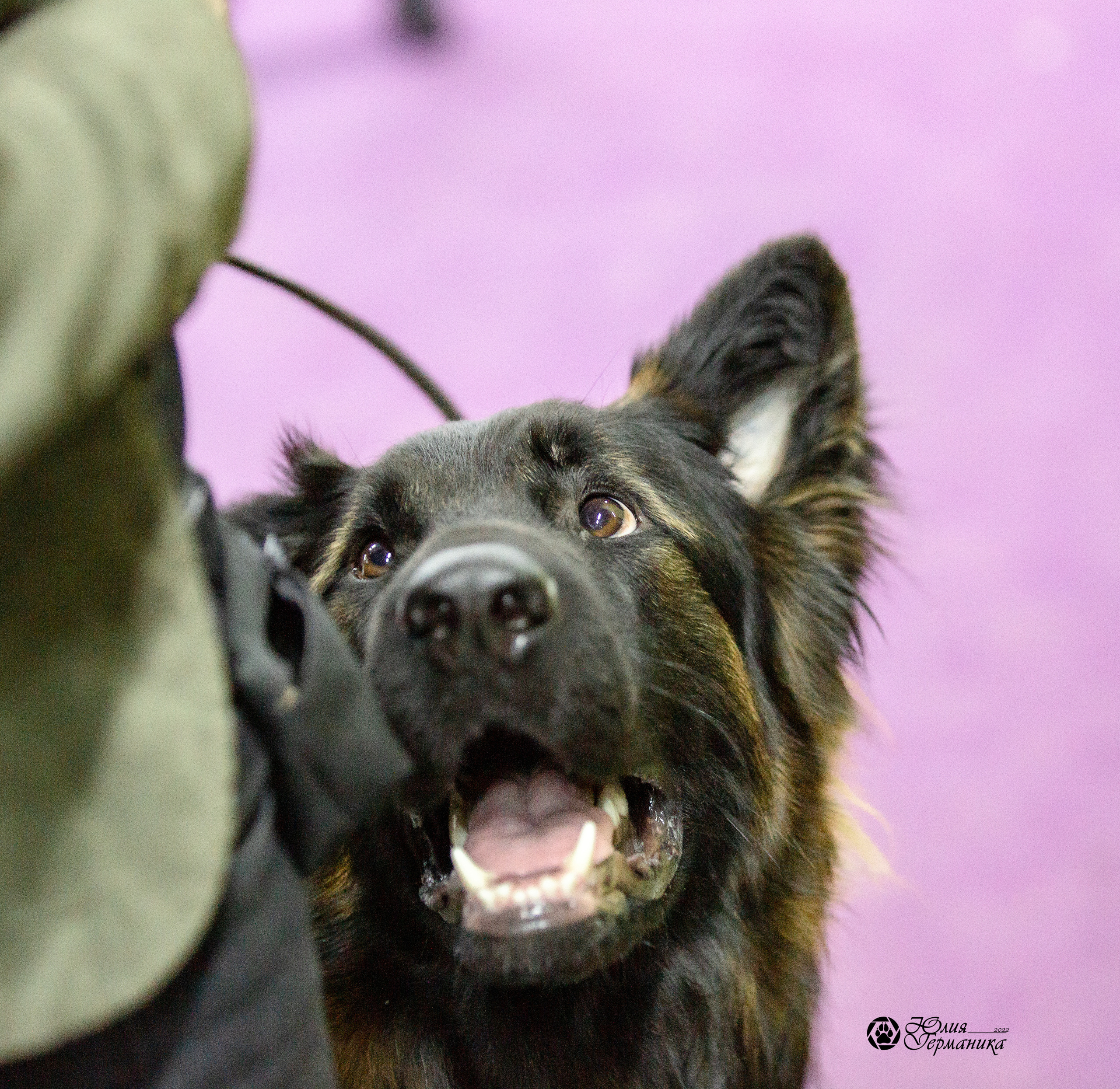 Чайна-Таун 29-30 января 2022. Фотограф-анималист Юлия Германика