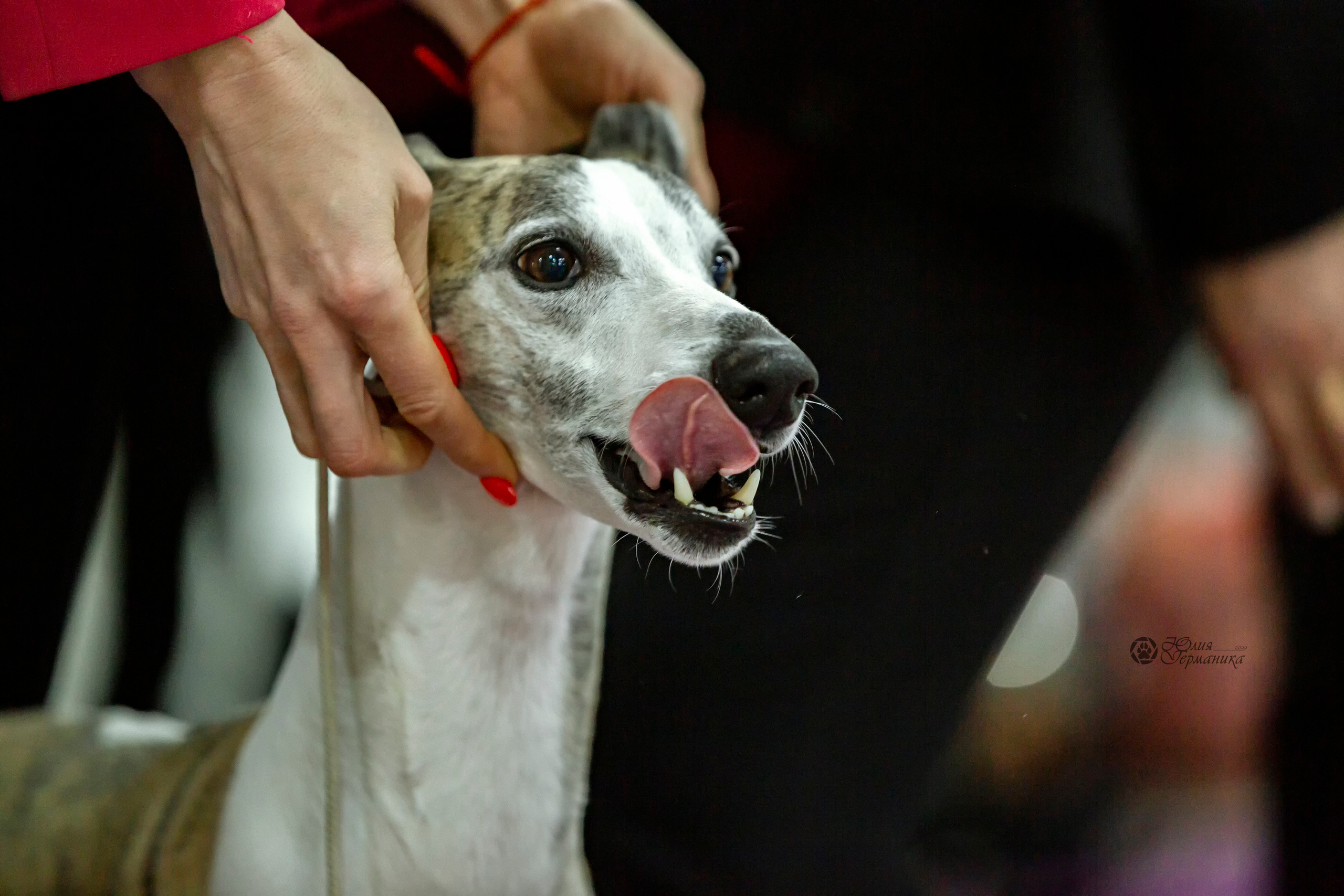 Чайна-Таун 24 и 27 марта 2022. Фотограф-анималист Юлия Германика