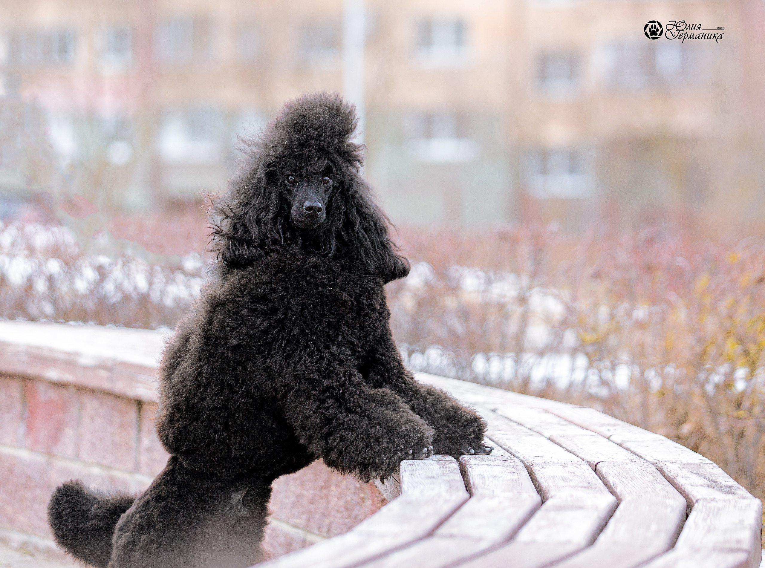 Минск 2хCACIB 5-6 марта 2022. Фотограф-анималист Юлия Германика