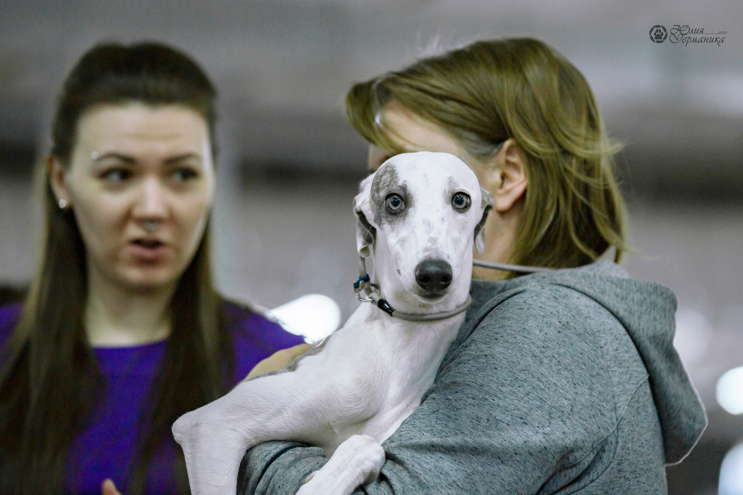 Чайна-Таун 24 и 27 марта 2022. Фотограф-анималист Юлия Германика
