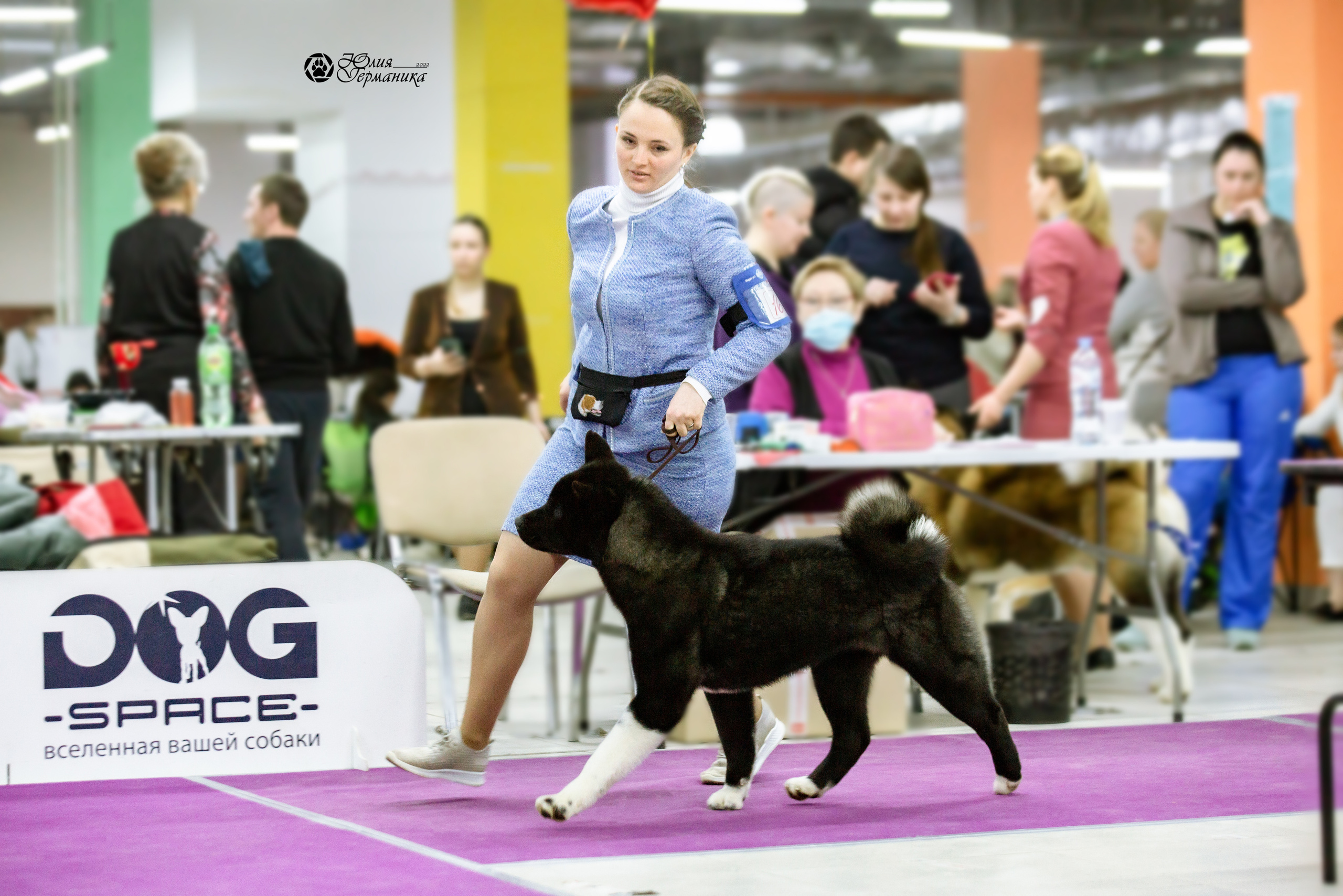 Чайна-Таун 13 и 20 марта 2022. Фотограф-анималист Юлия Германика