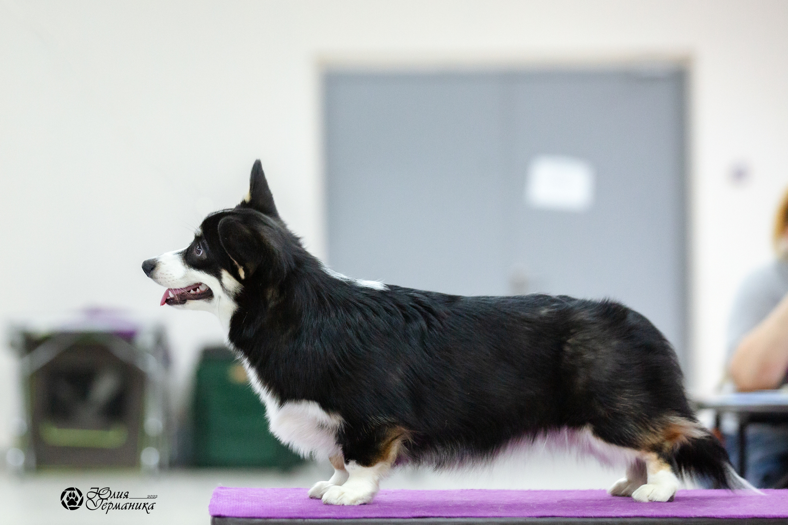 Чайна-Таун 27 февраля 2022. Фотограф-анималист Юлия Германика