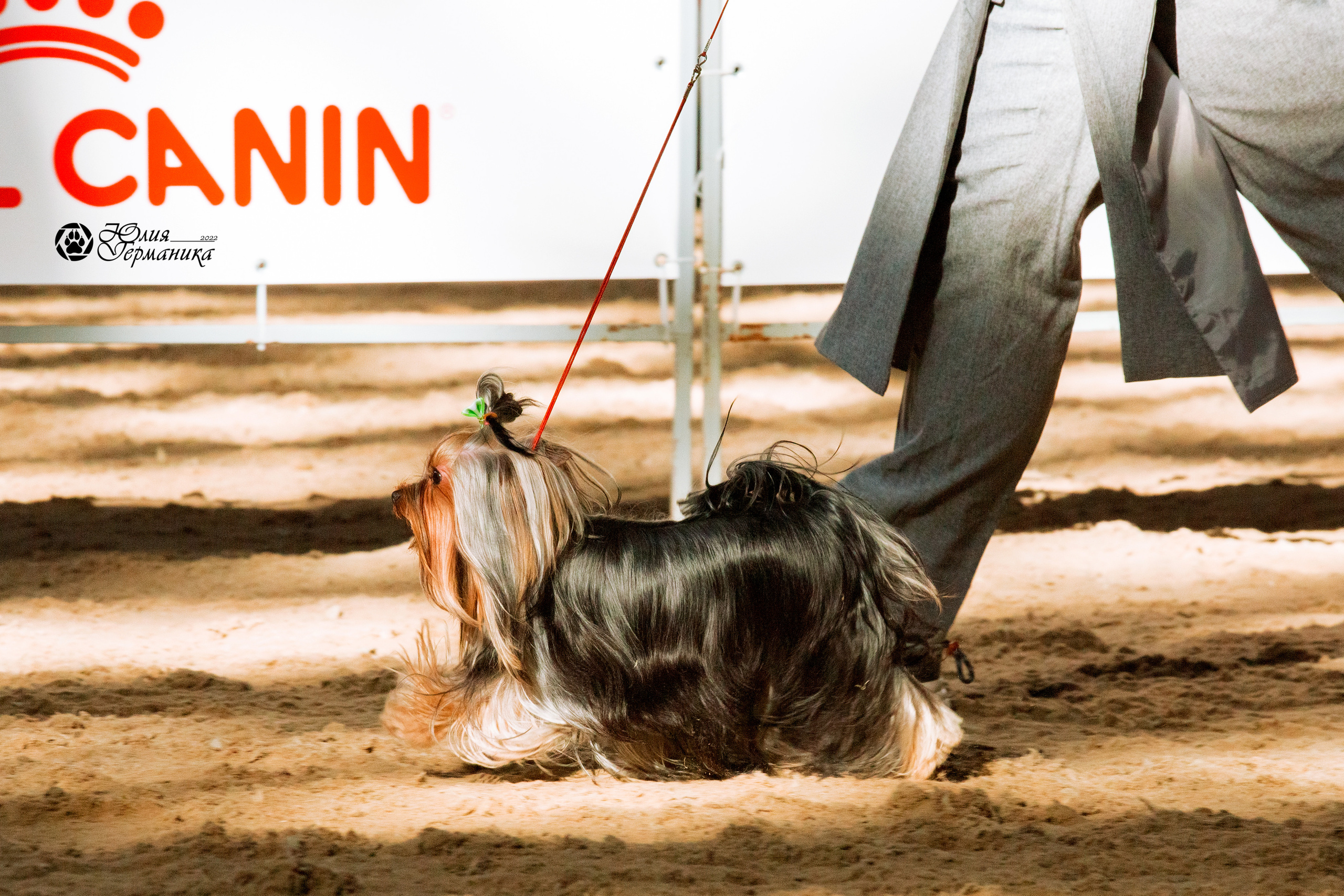 Минск 2хCACIB 5-6 марта 2022. Фотограф-анималист Юлия Германика