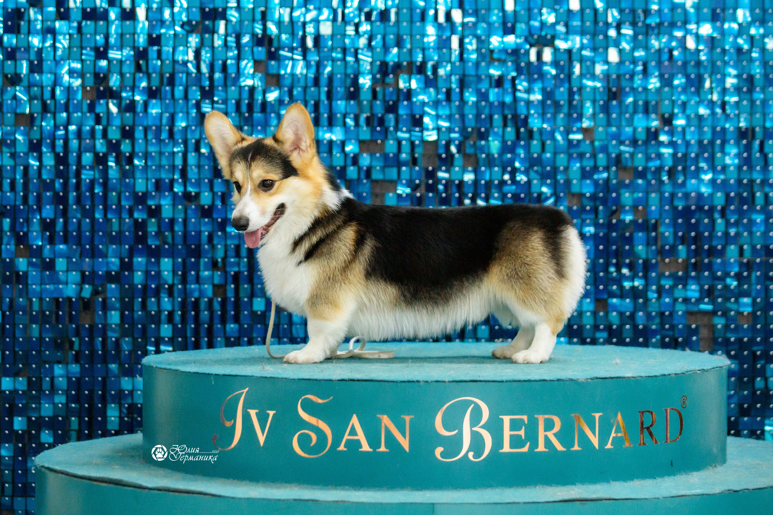 Чайна-Таун 27 февраля 2022. Фотограф-анималист Юлия Германика