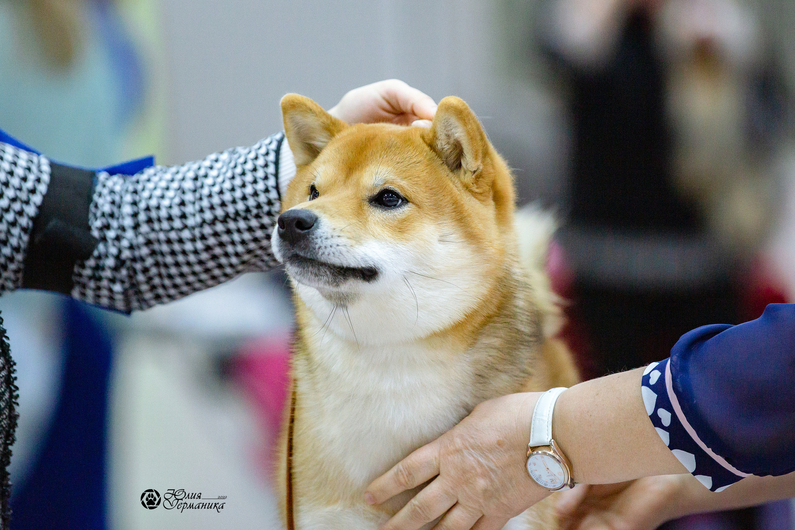 Чайна-Таун 24 и 27 марта 2022. Фотограф-анималист Юлия Германика