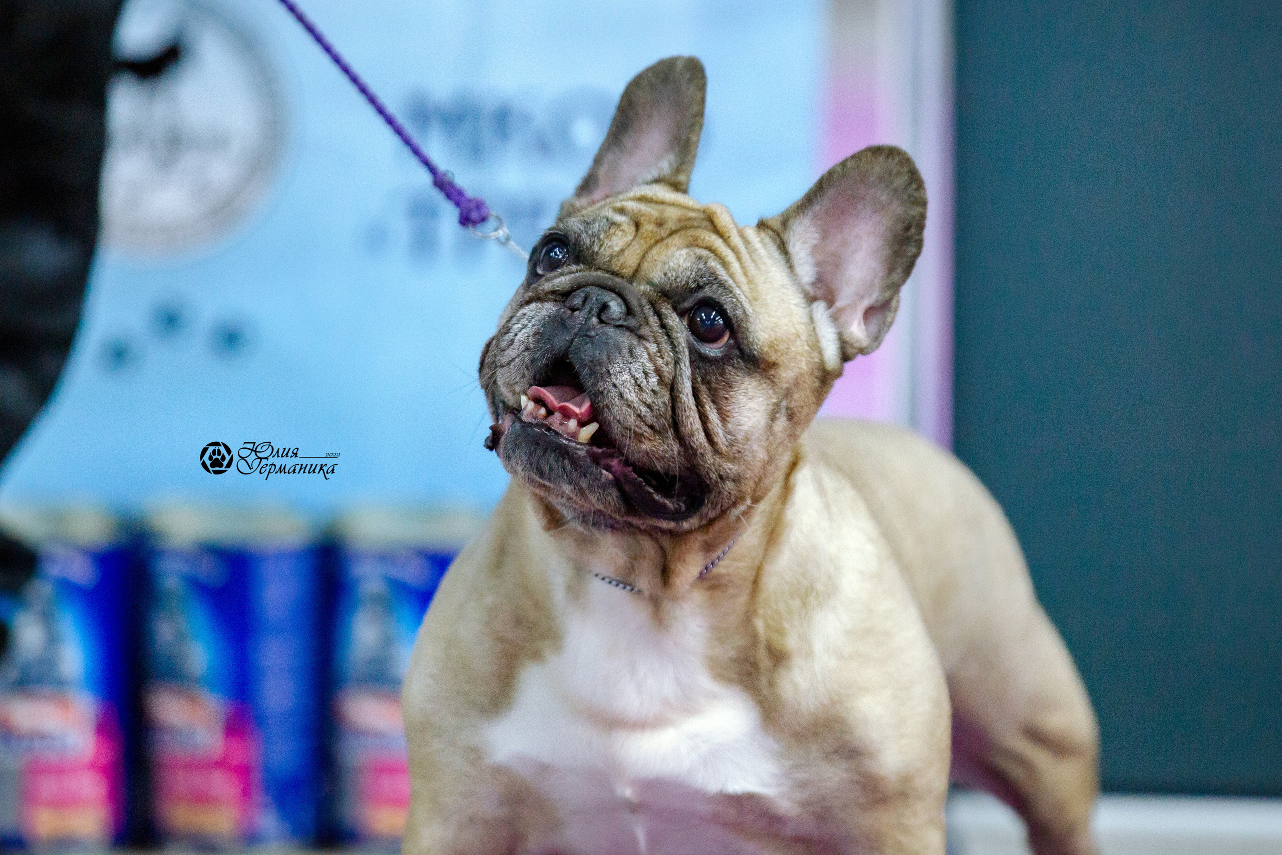 Чайна-Таун 27 февраля 2022. Фотограф-анималист Юлия Германика