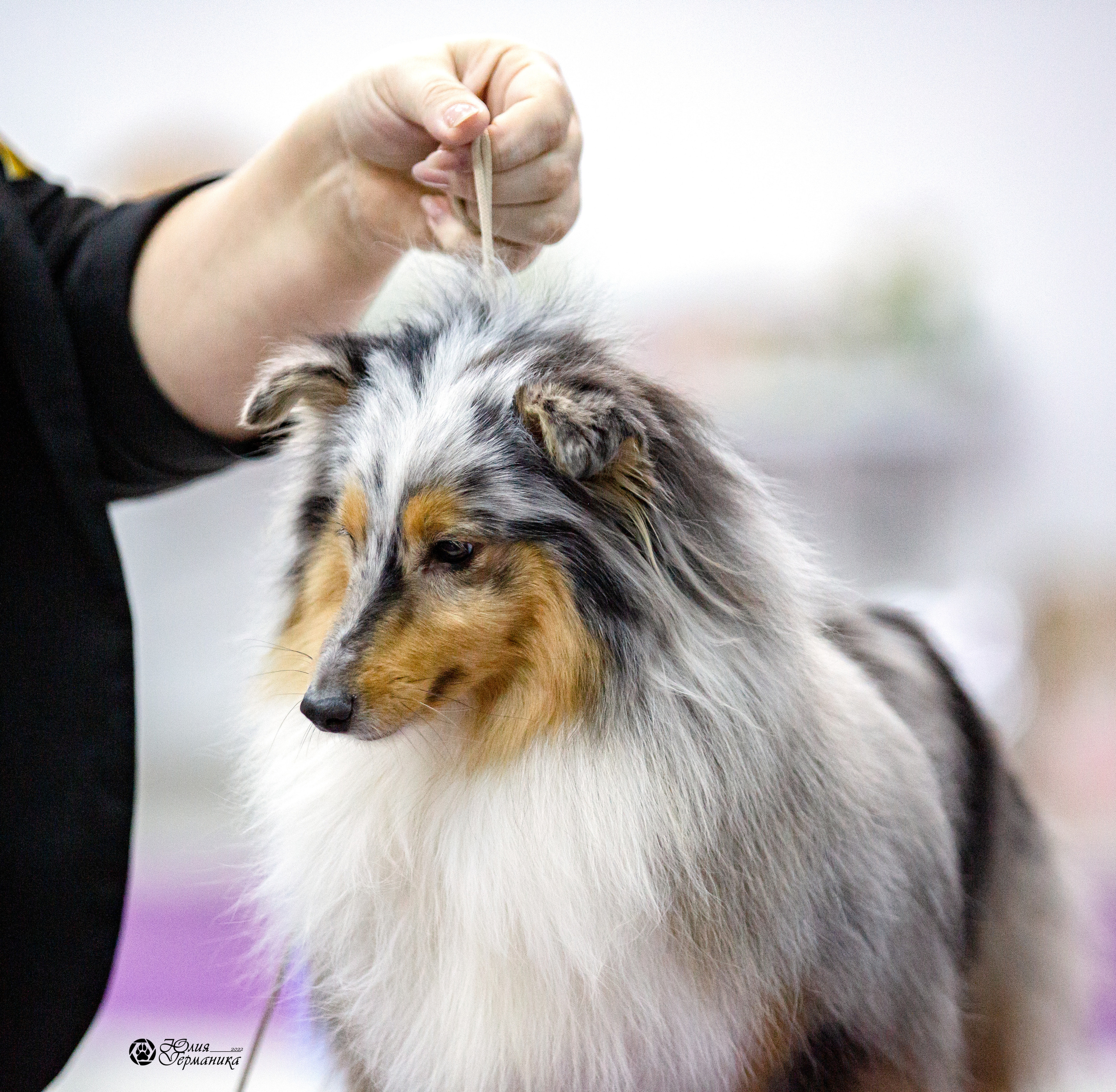 Чайна-Таун 29-30 января 2022. Фотограф-анималист Юлия Германика