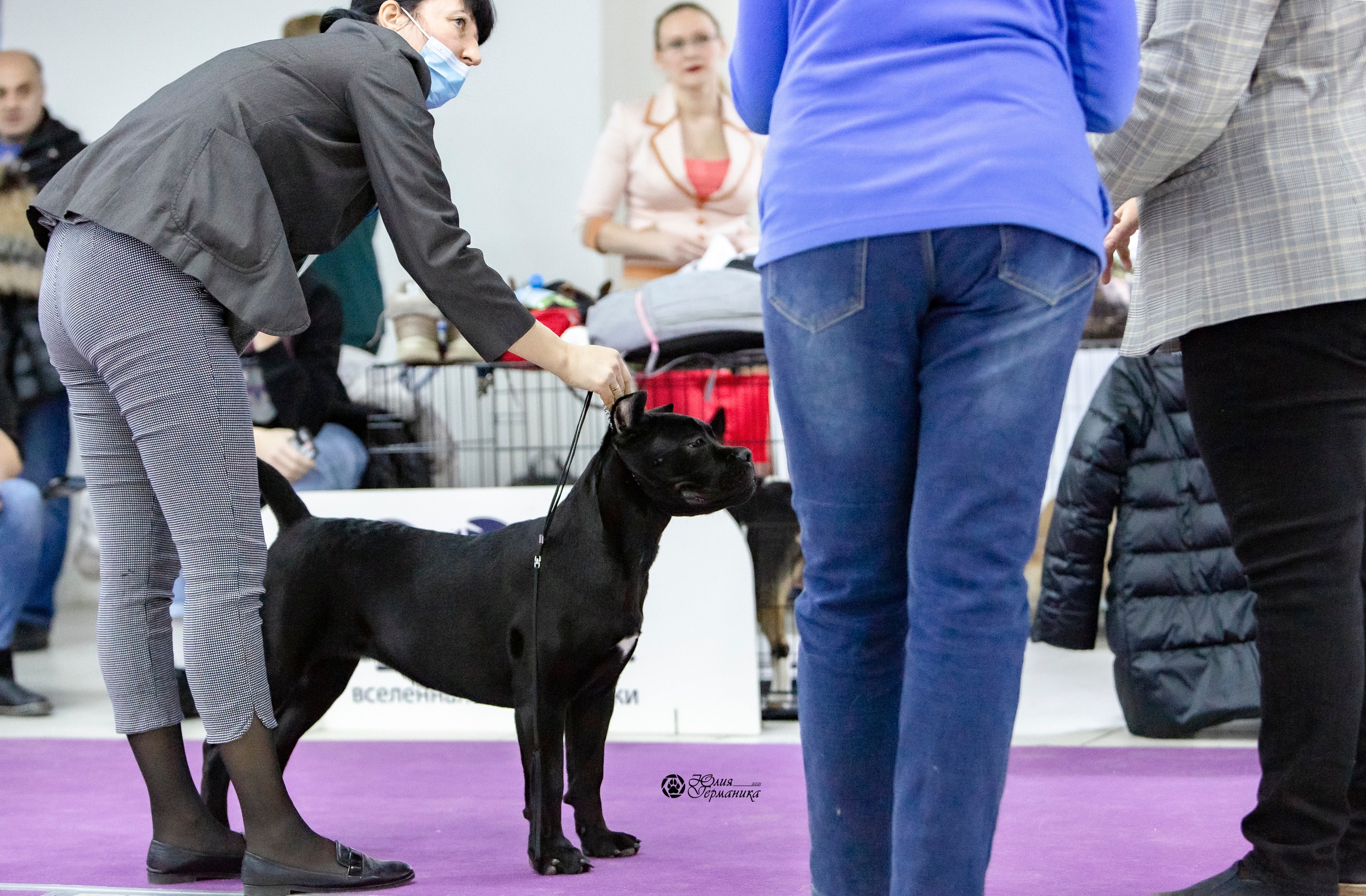 Чайна-Таун 18,26 и 29 декабря 2021. Фотограф-анималист Юлия Германика