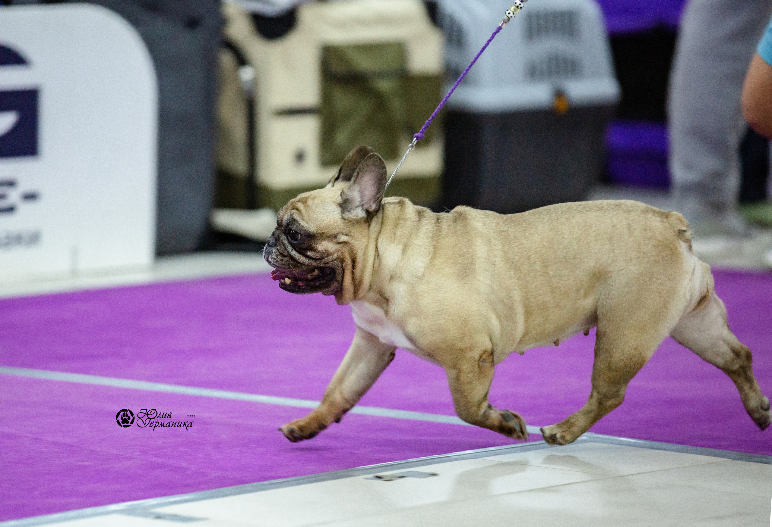 Чайна-Таун 27 февраля 2022. Фотограф-анималист Юлия Германика