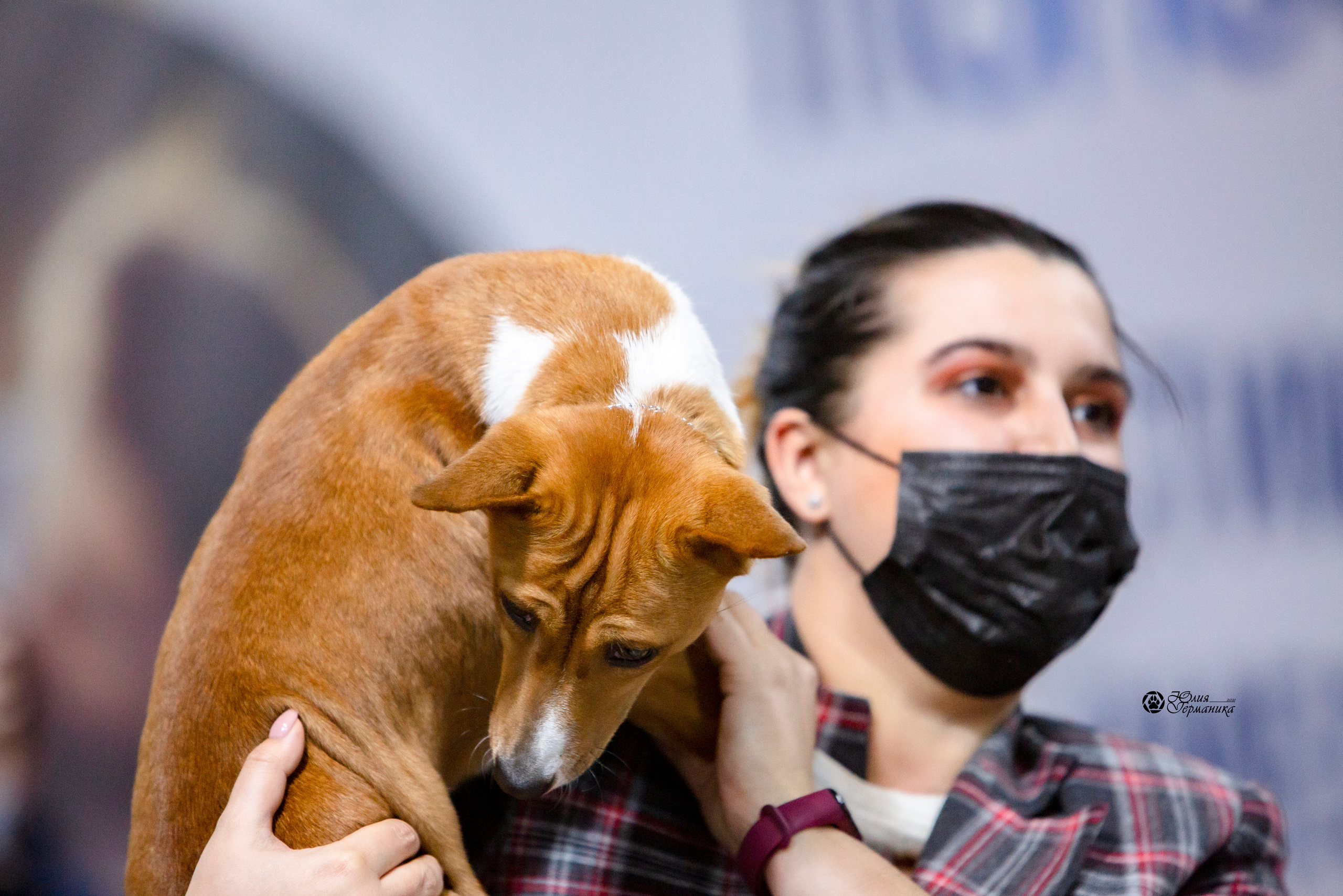 Чайна-Таун 18,26 и 29 декабря 2021. Фотограф-анималист Юлия Германика