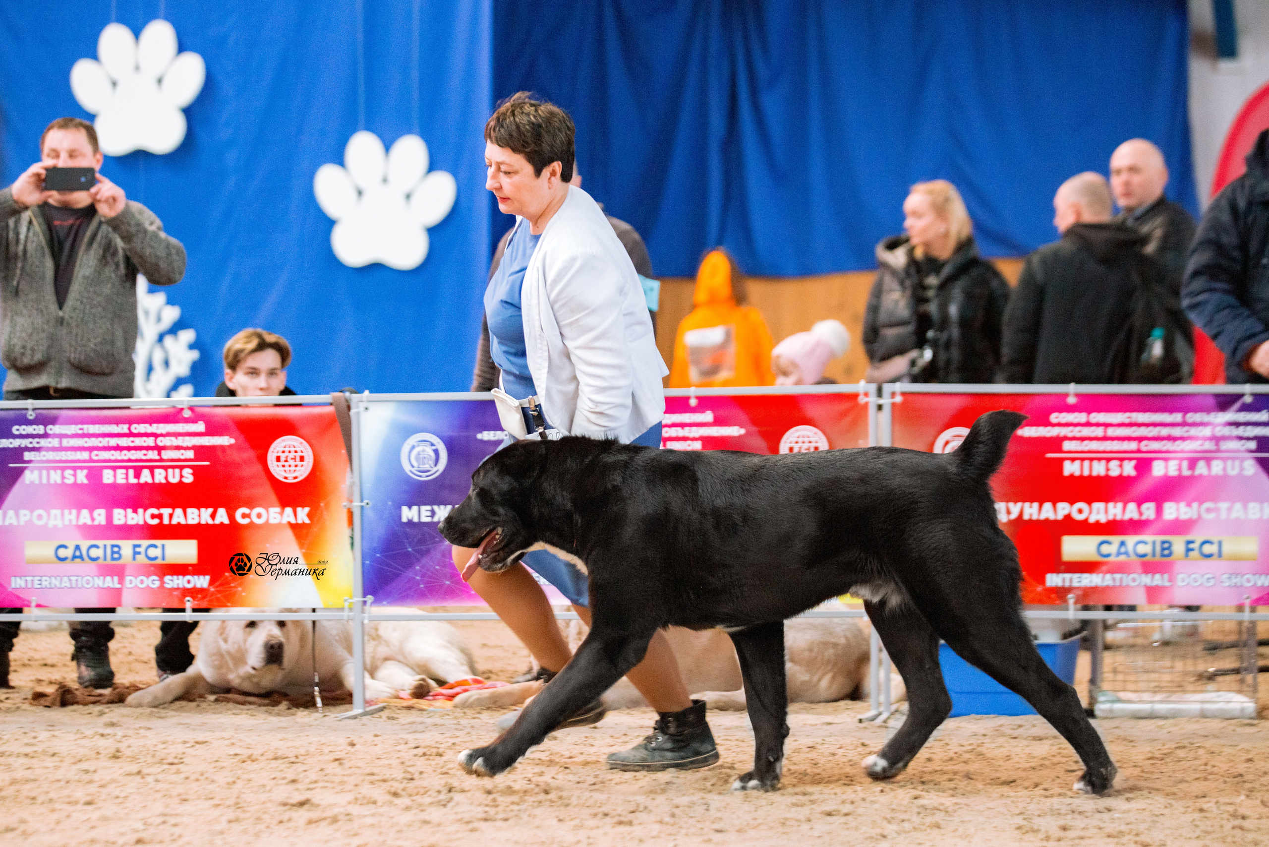 Минск 2хCACIB 5-6 марта 2022. Фотограф-анималист Юлия Германика