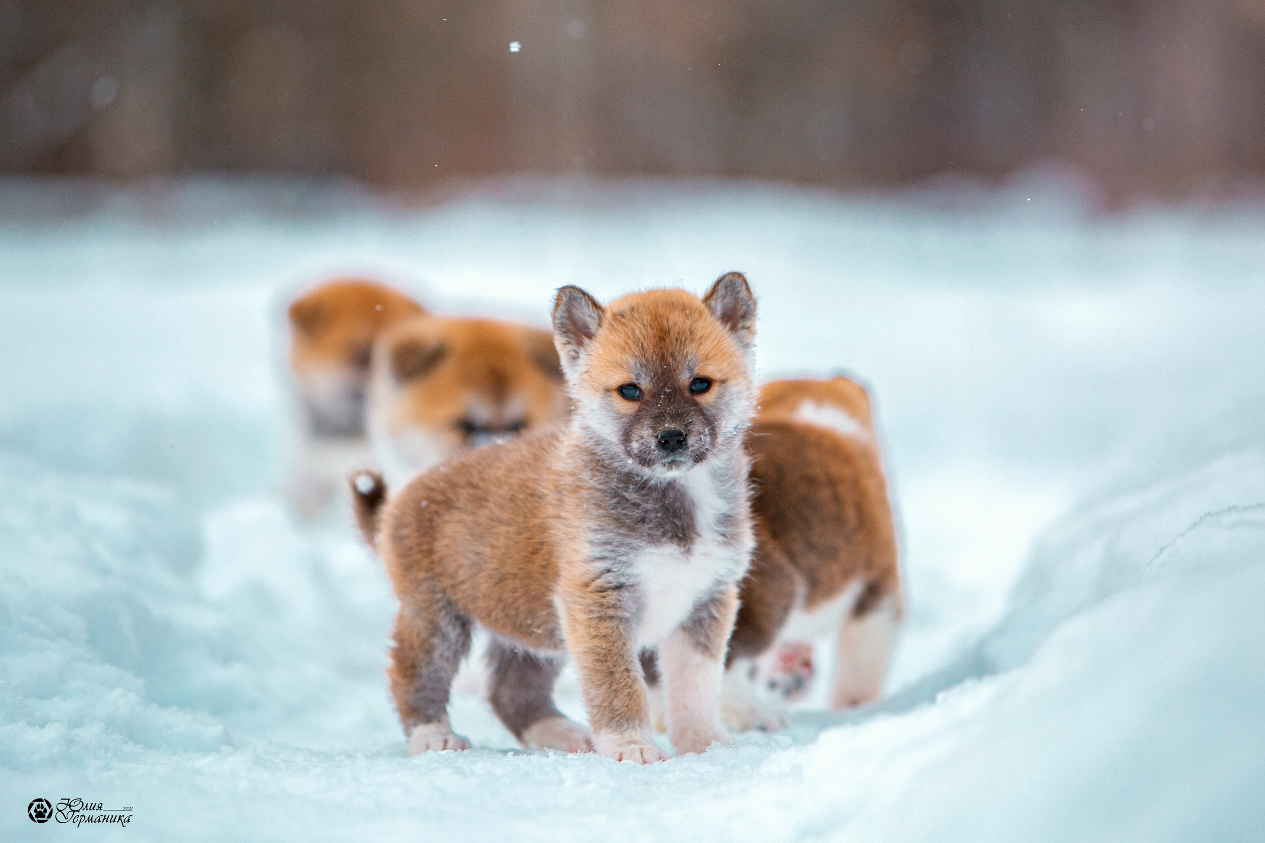 Съёмки щенков и котят. Фотограф-анималист Юлия Германика