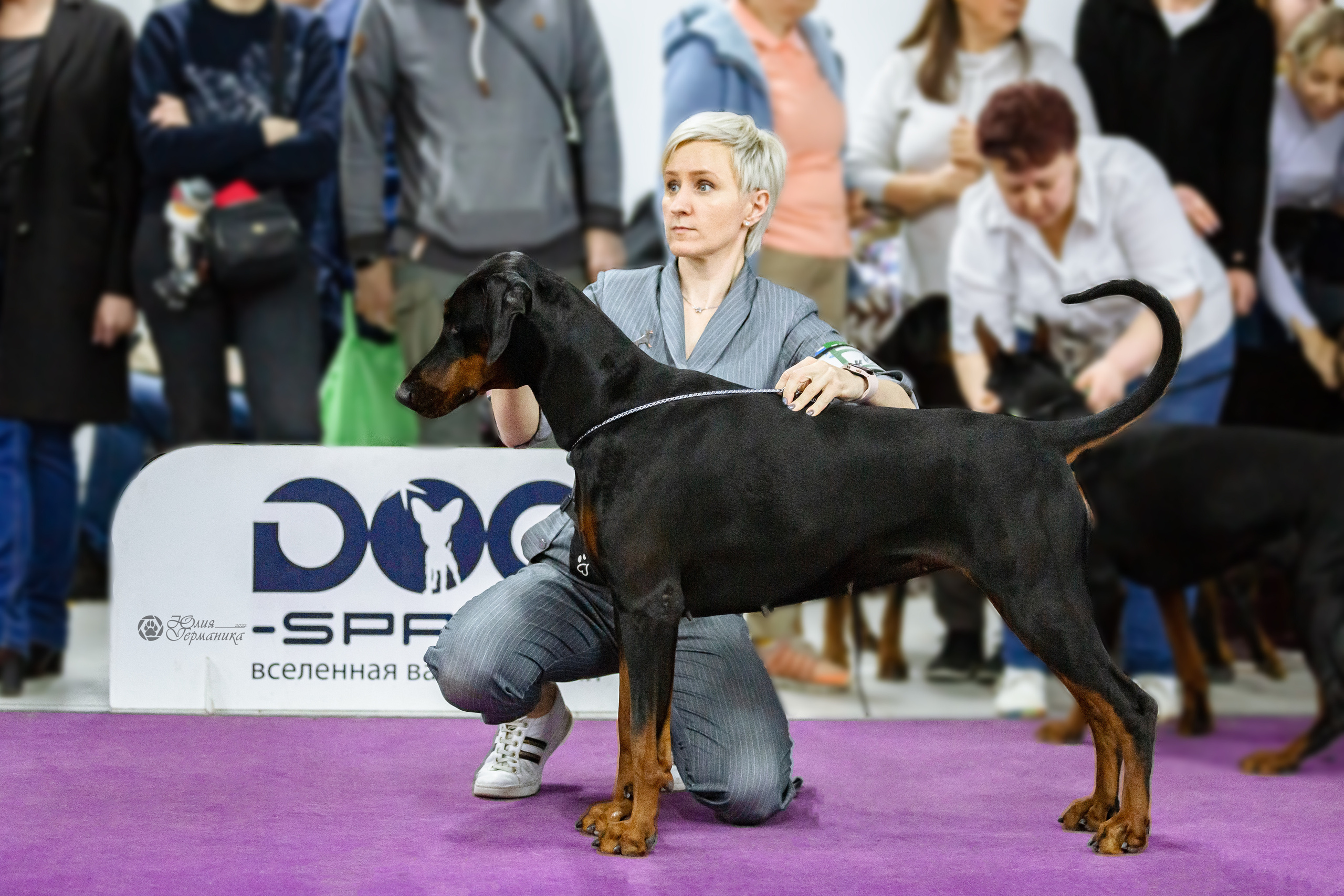 Чайна-Таун ПК Доберманов  3 апреля 2022. Фотограф-анималист Юлия Германика