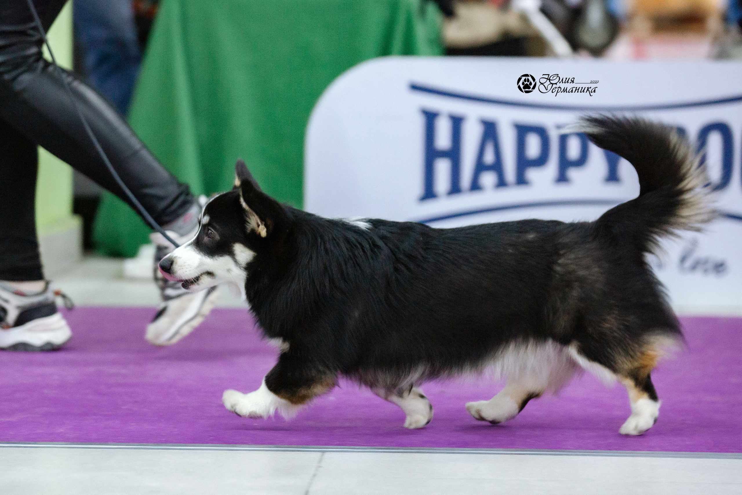 Чайна-Таун 27 февраля 2022. Фотограф-анималист Юлия Германика